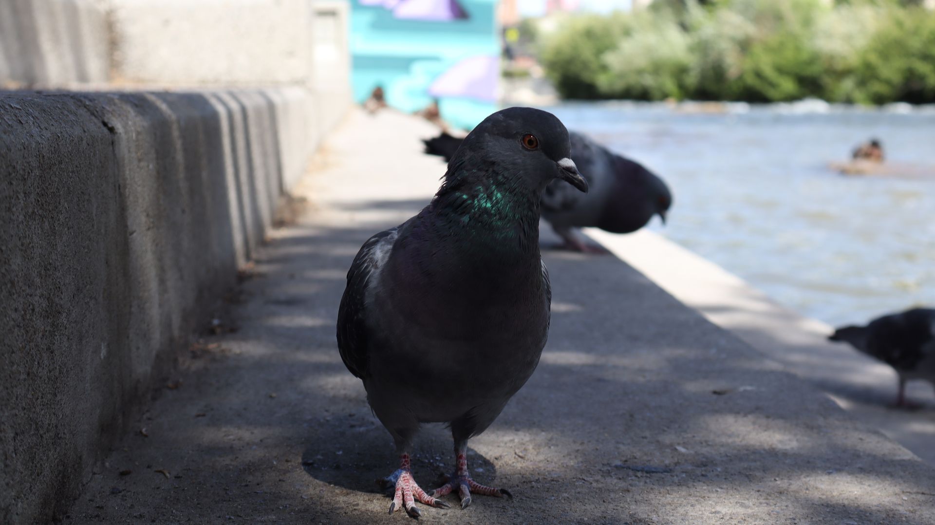 Rock Pigeon