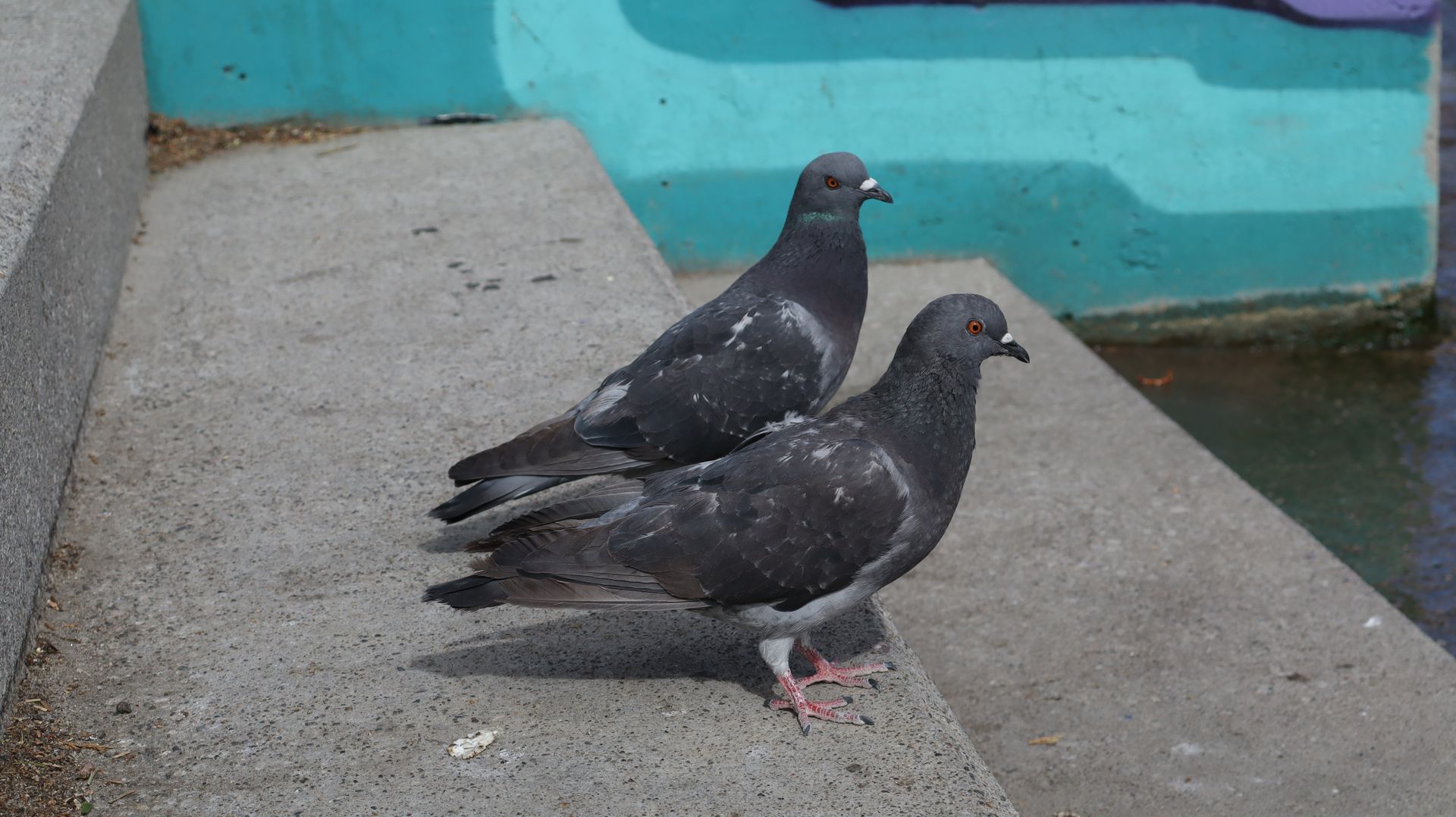 Pair Of Rock Pigeons
