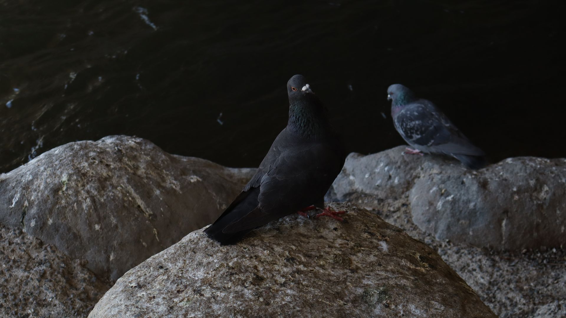 Rock Pigeon