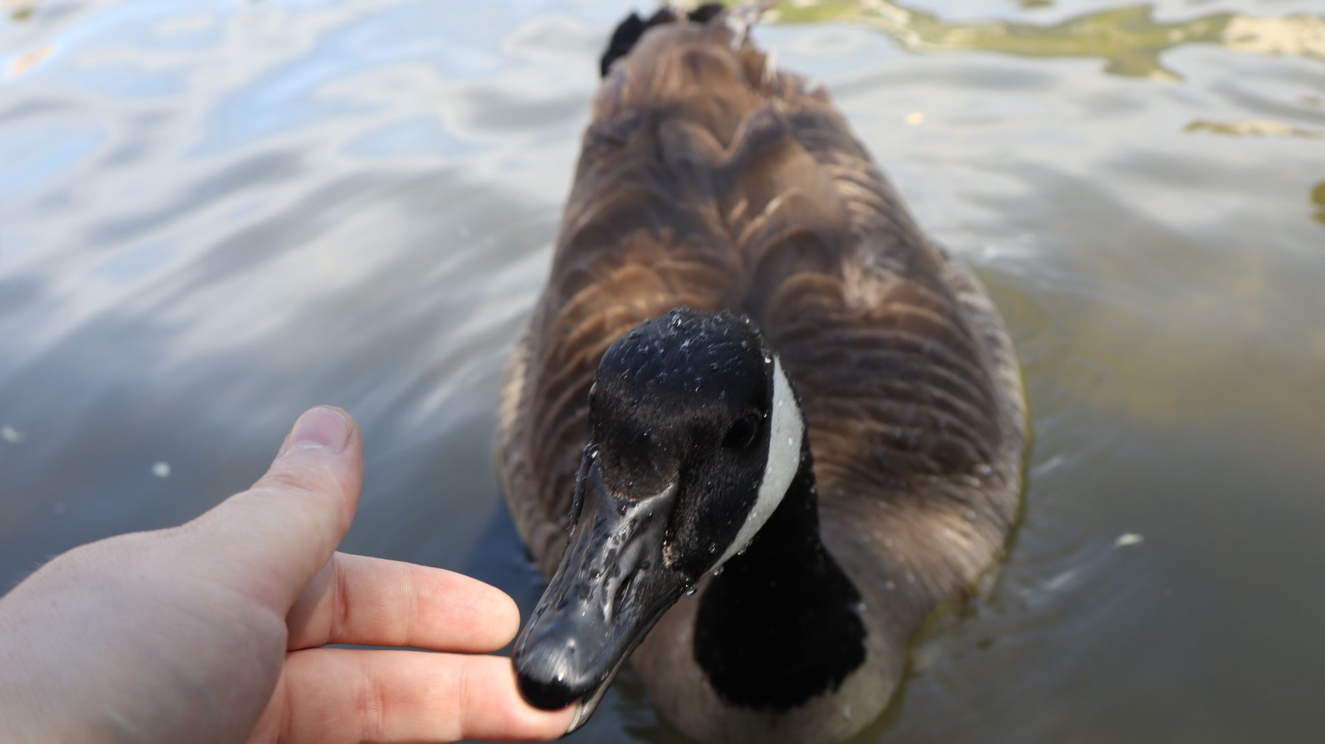 Canada Goose