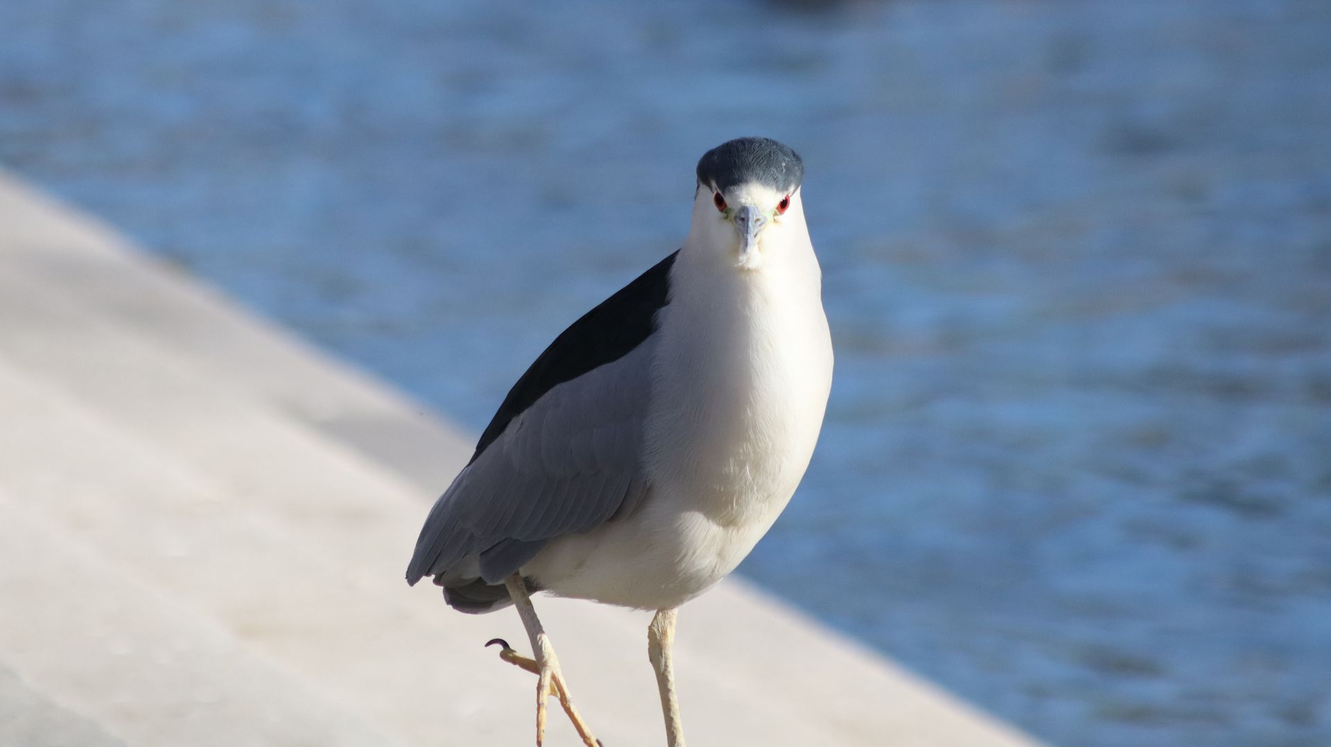 Black Crowned Night Heron