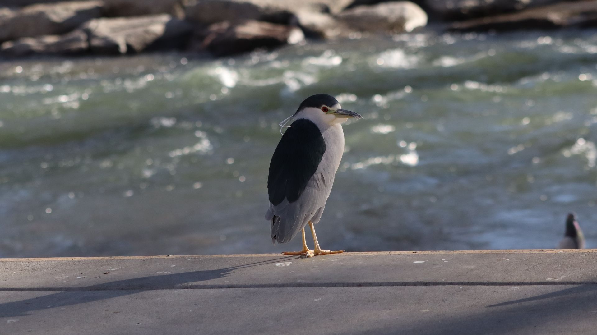 Black Crowned Night Heron