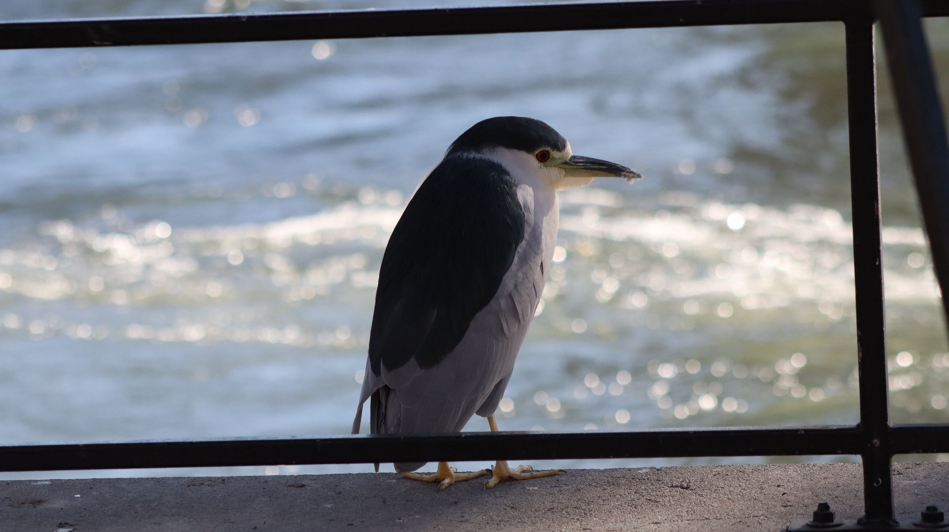 Black Crowned Night Heron