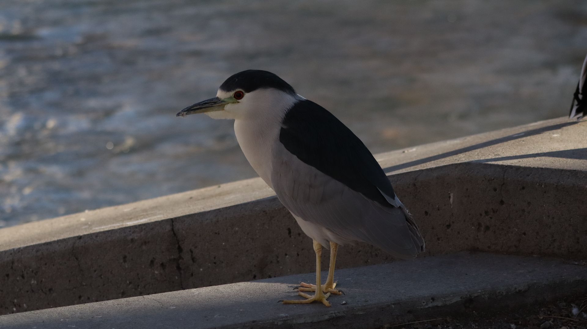 Black Crowned Night Heron
