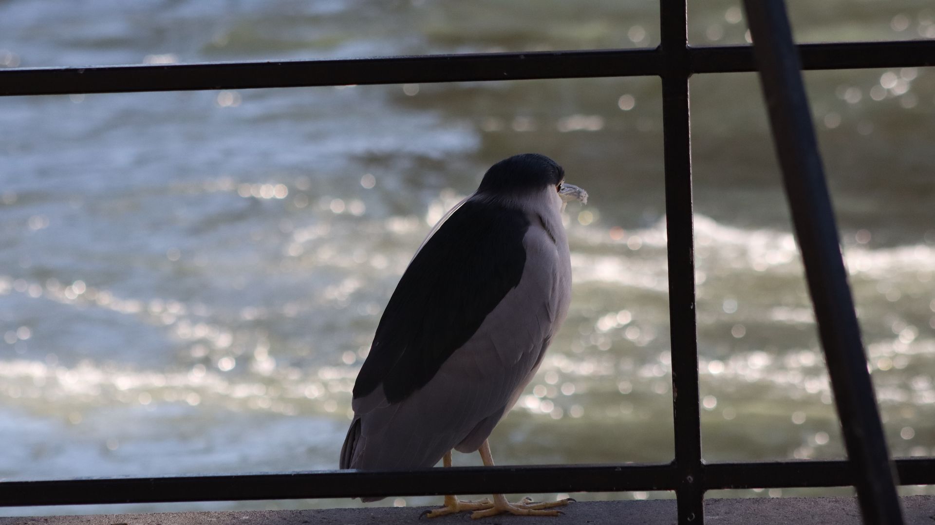 Black Crowned Night Heron