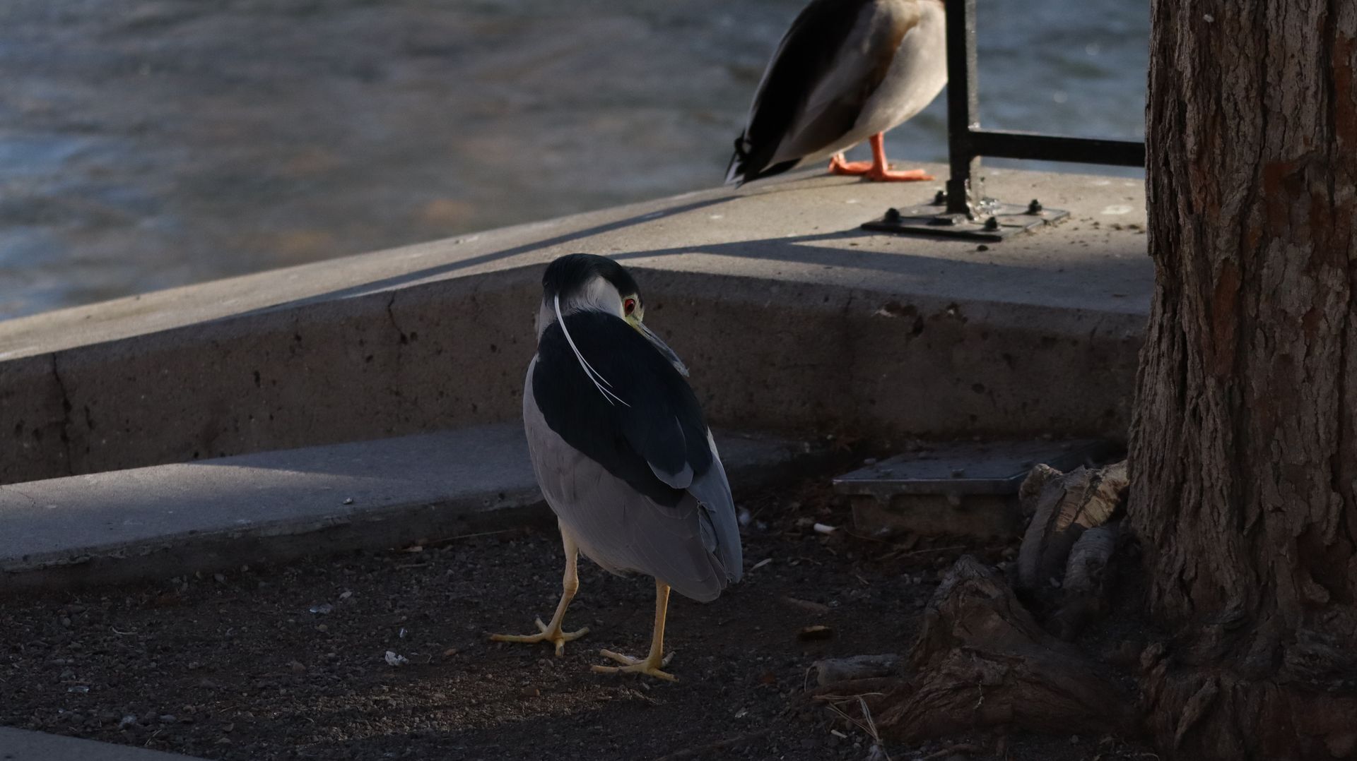 Black Crowned Night Heron