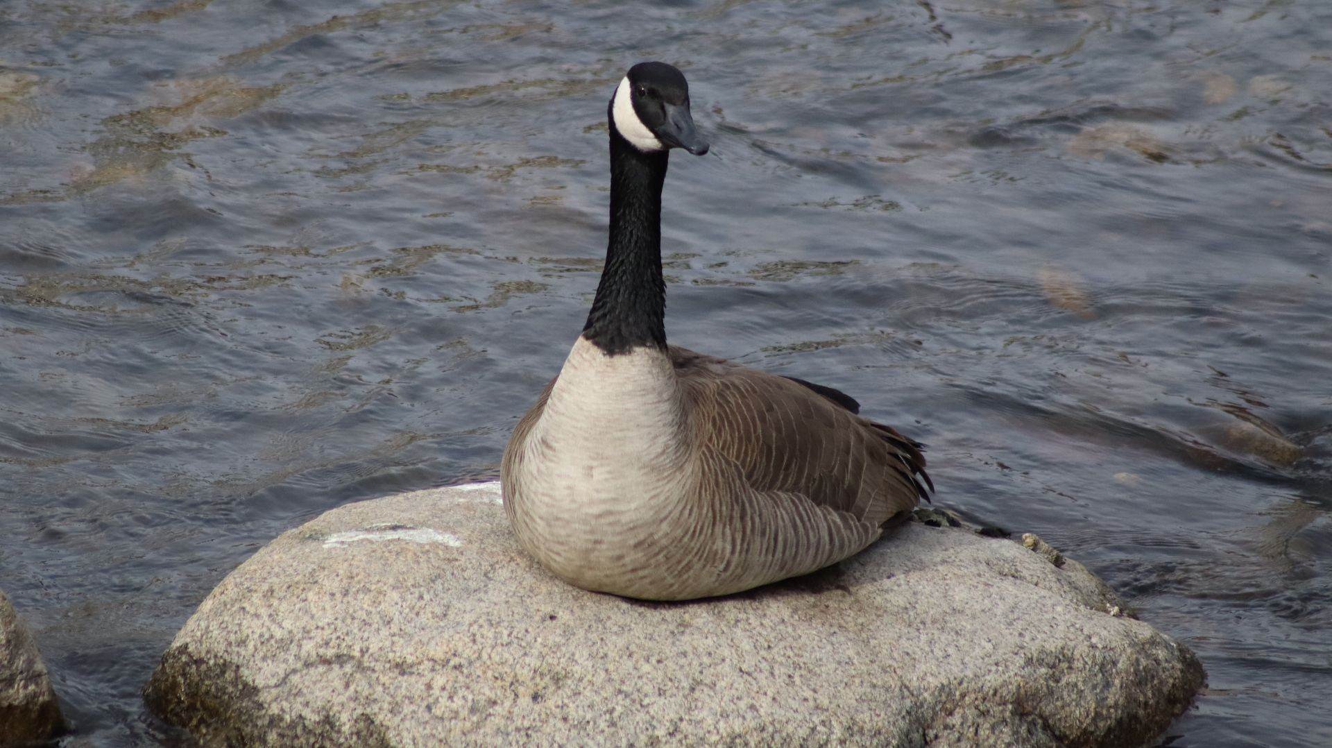 Canada Goose