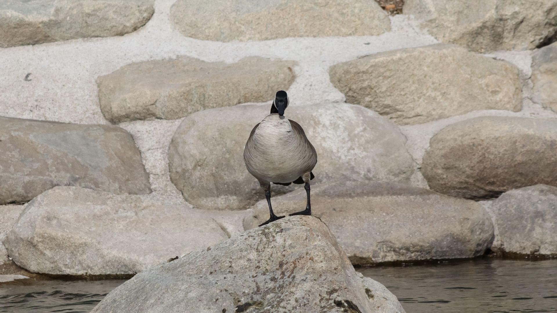 Canada Goose