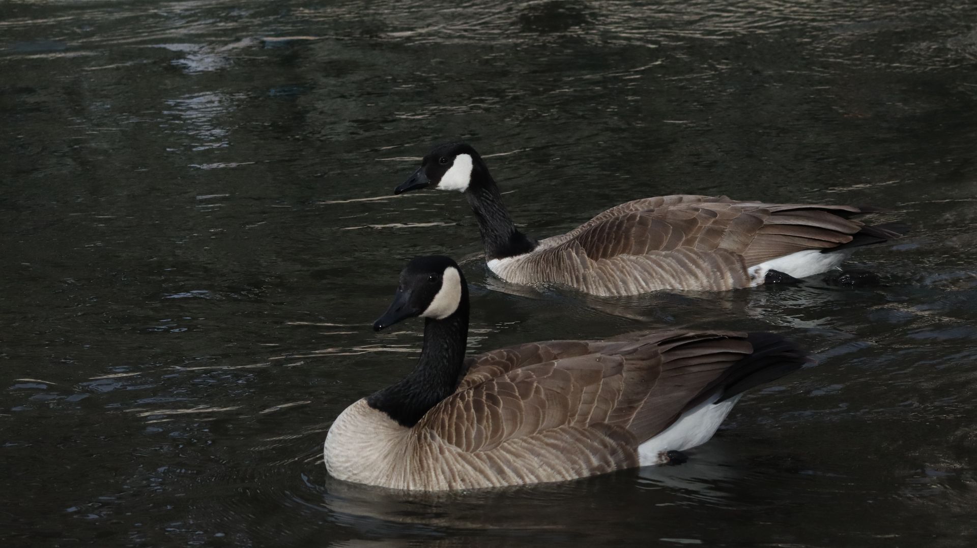 Canada Geese