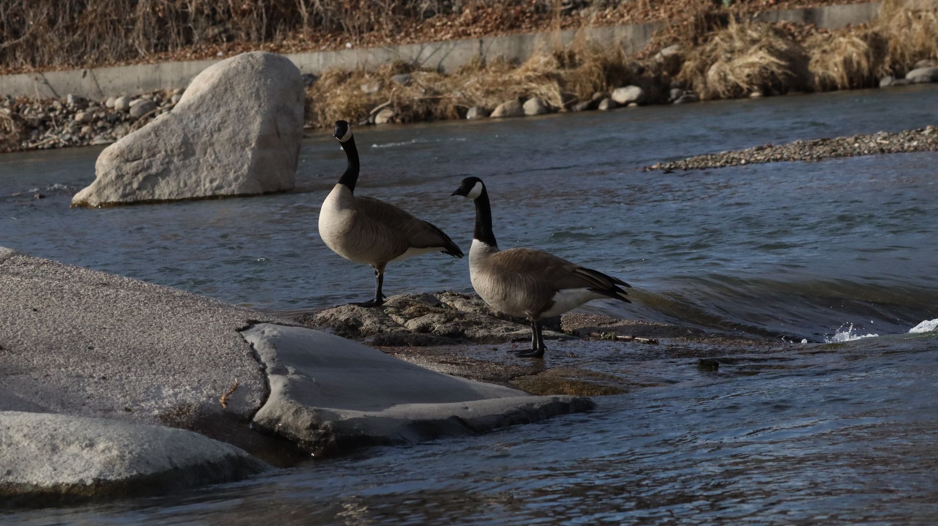 Canada Geese