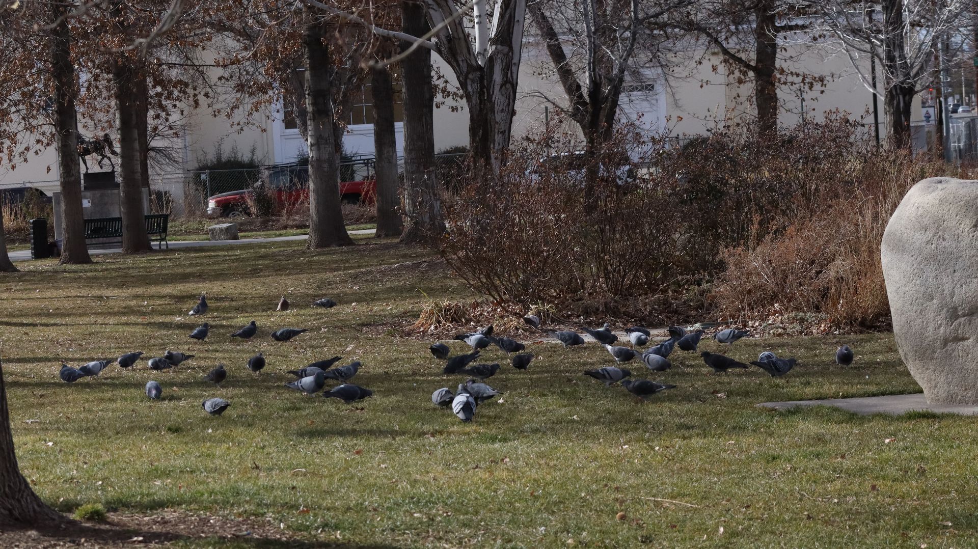 Rock Pigeons