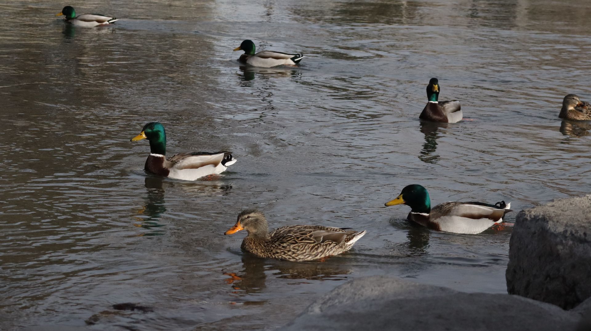 Mallard Ducks