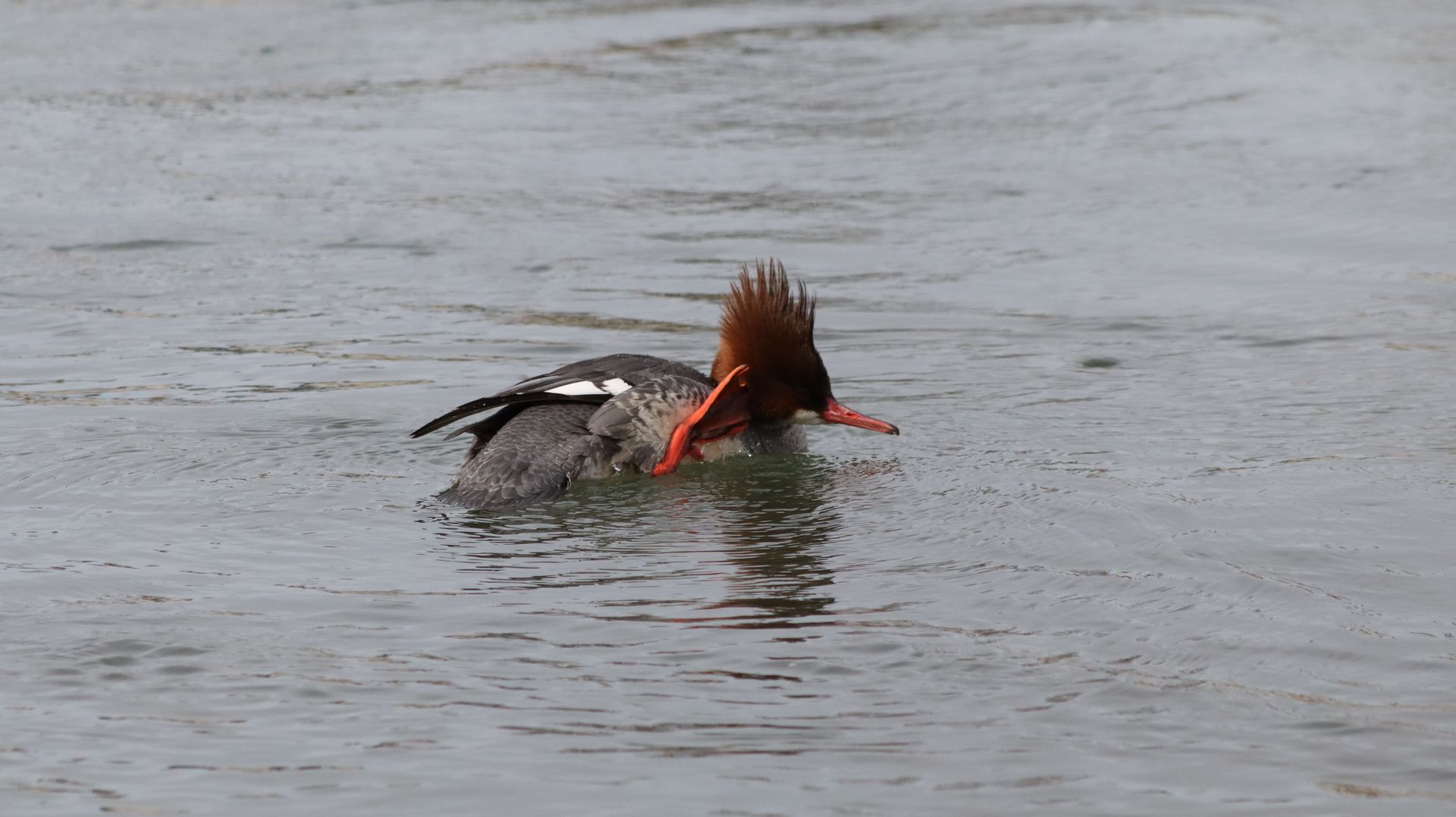Common Merganser