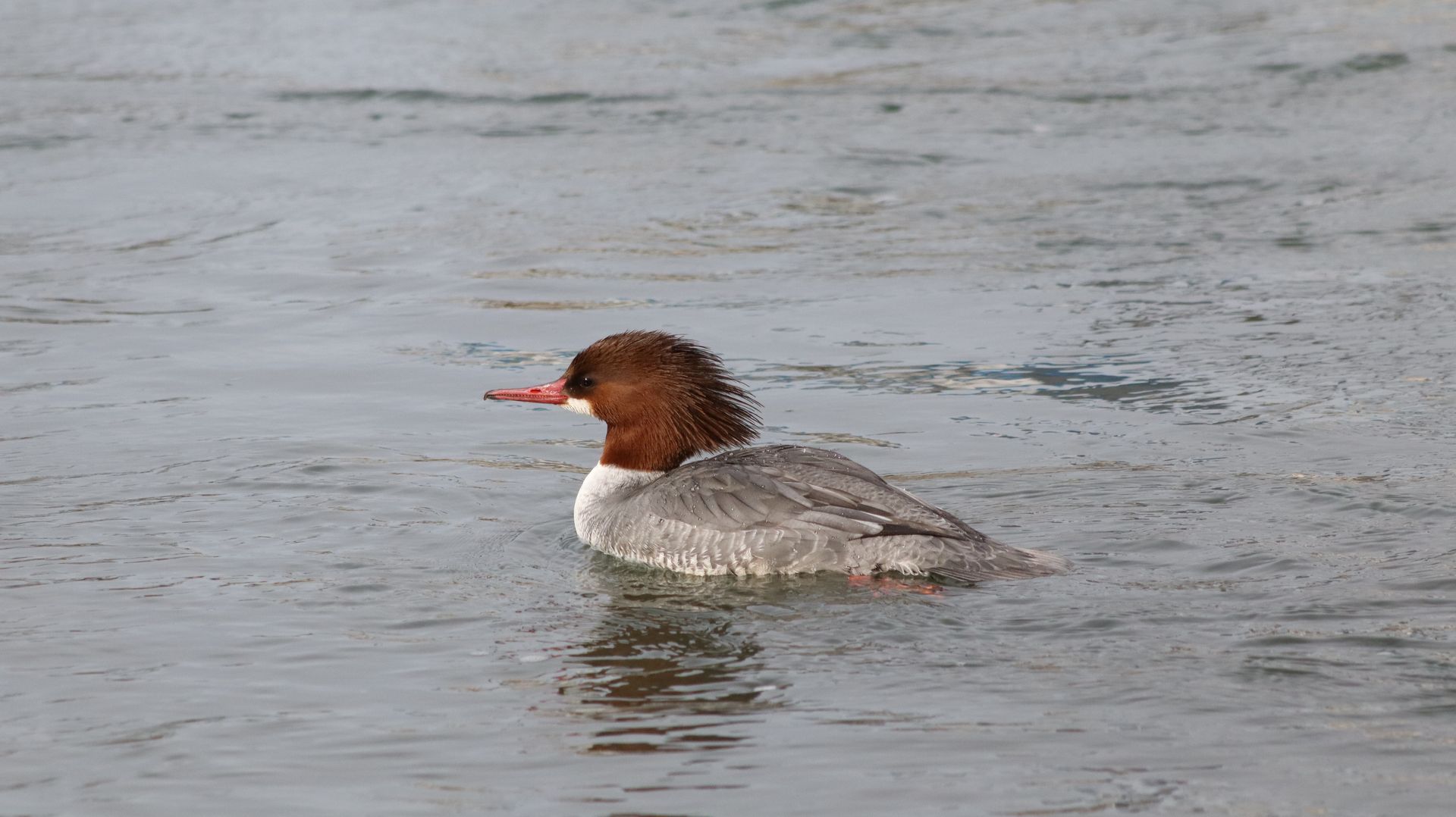 Common Merganser