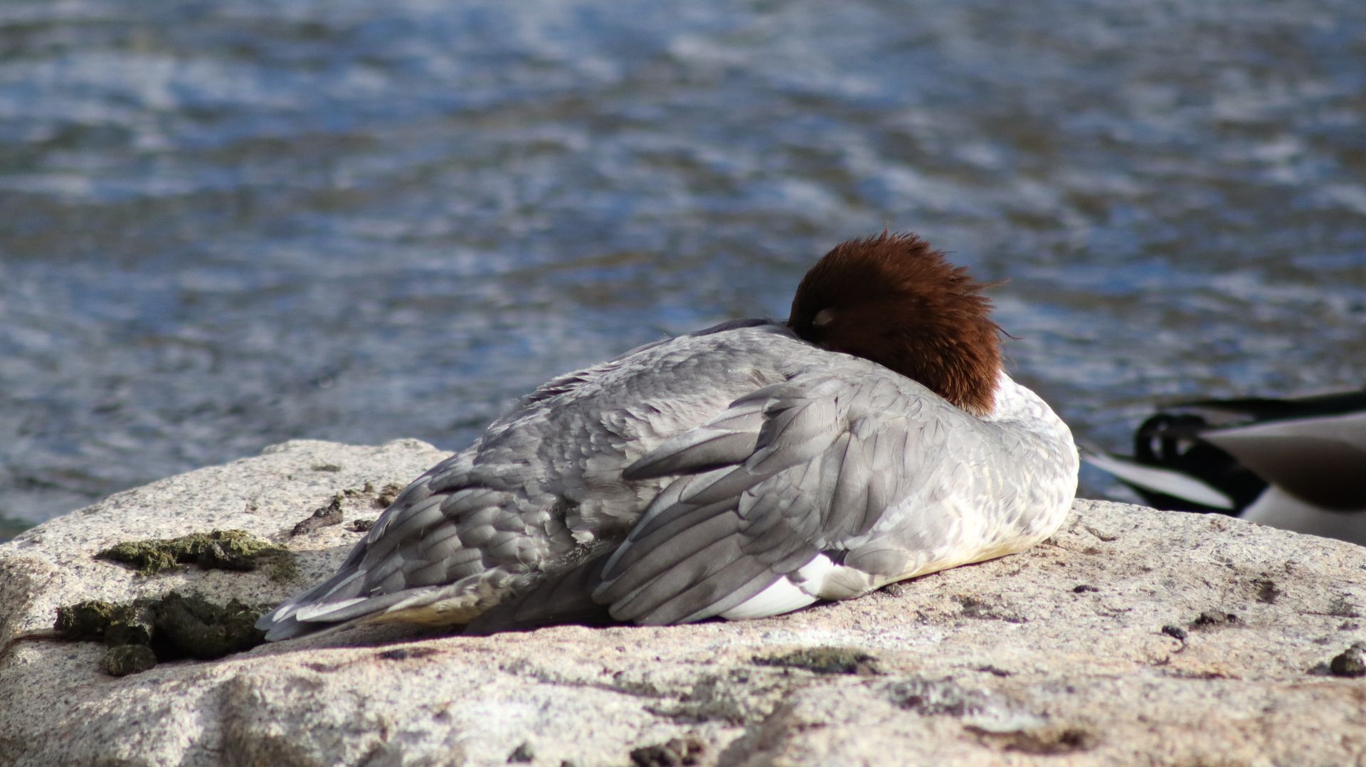 Common Merganser