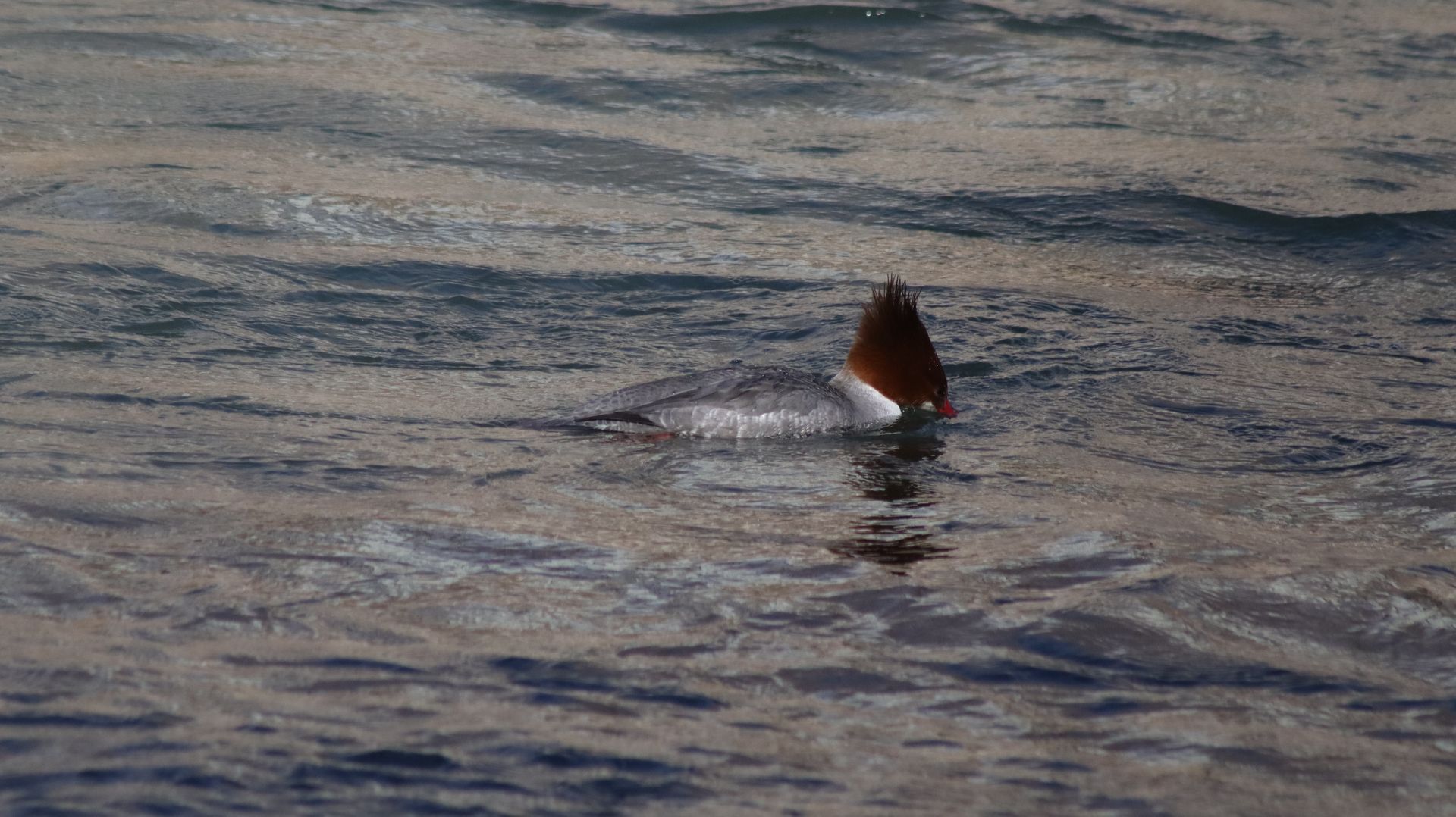 Common Merganser