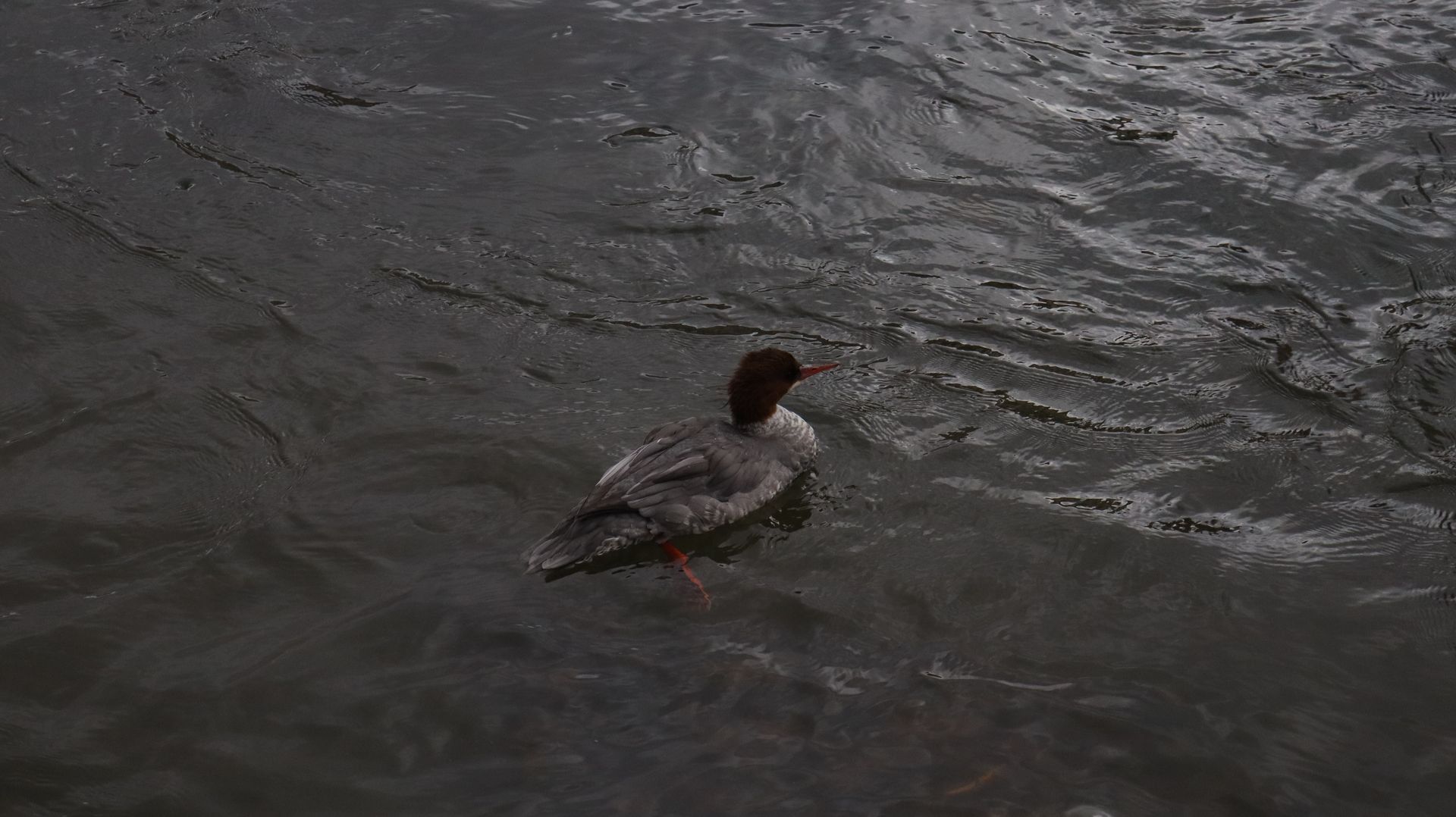 Common Merganser