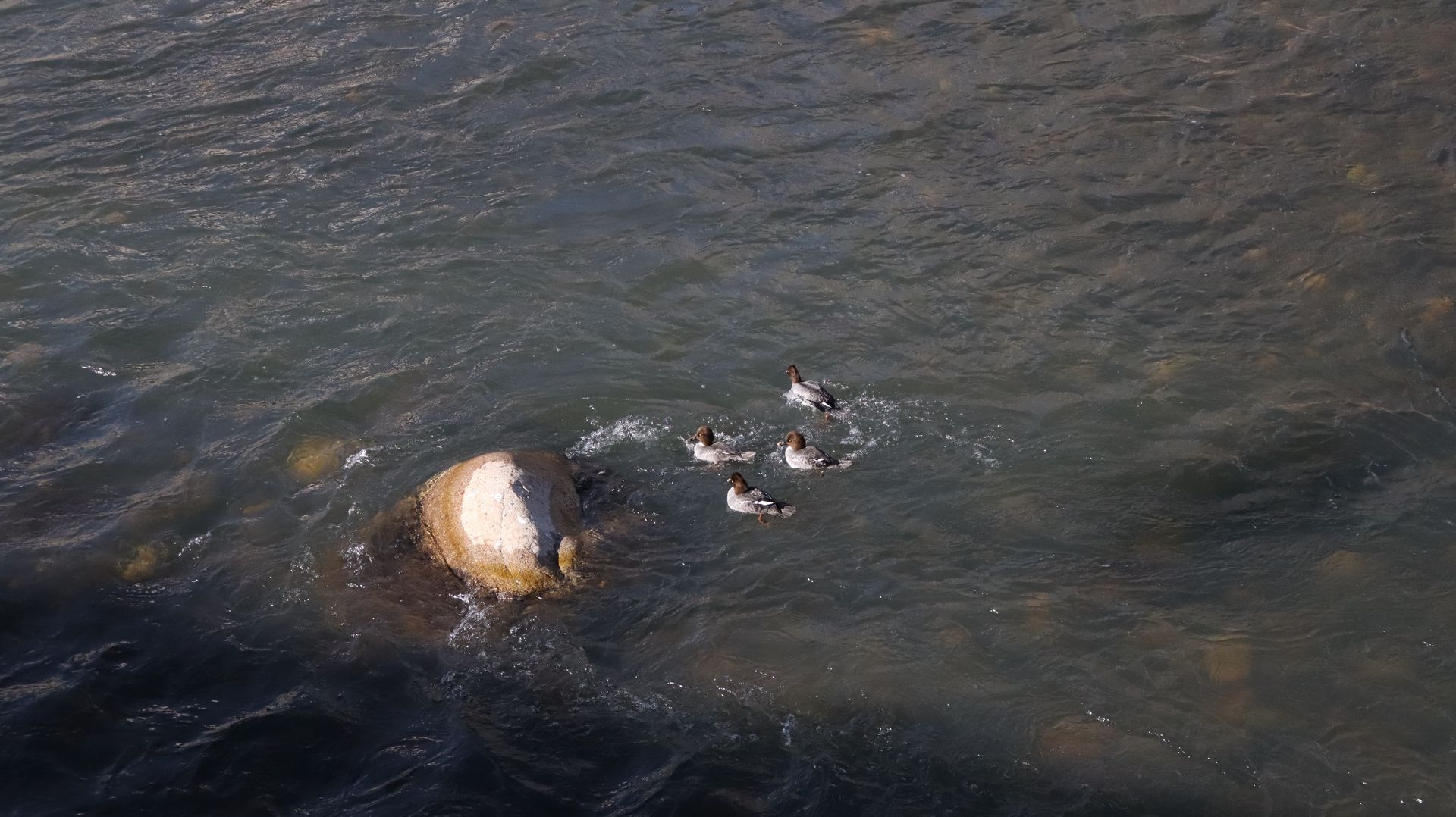 Common Mergansers