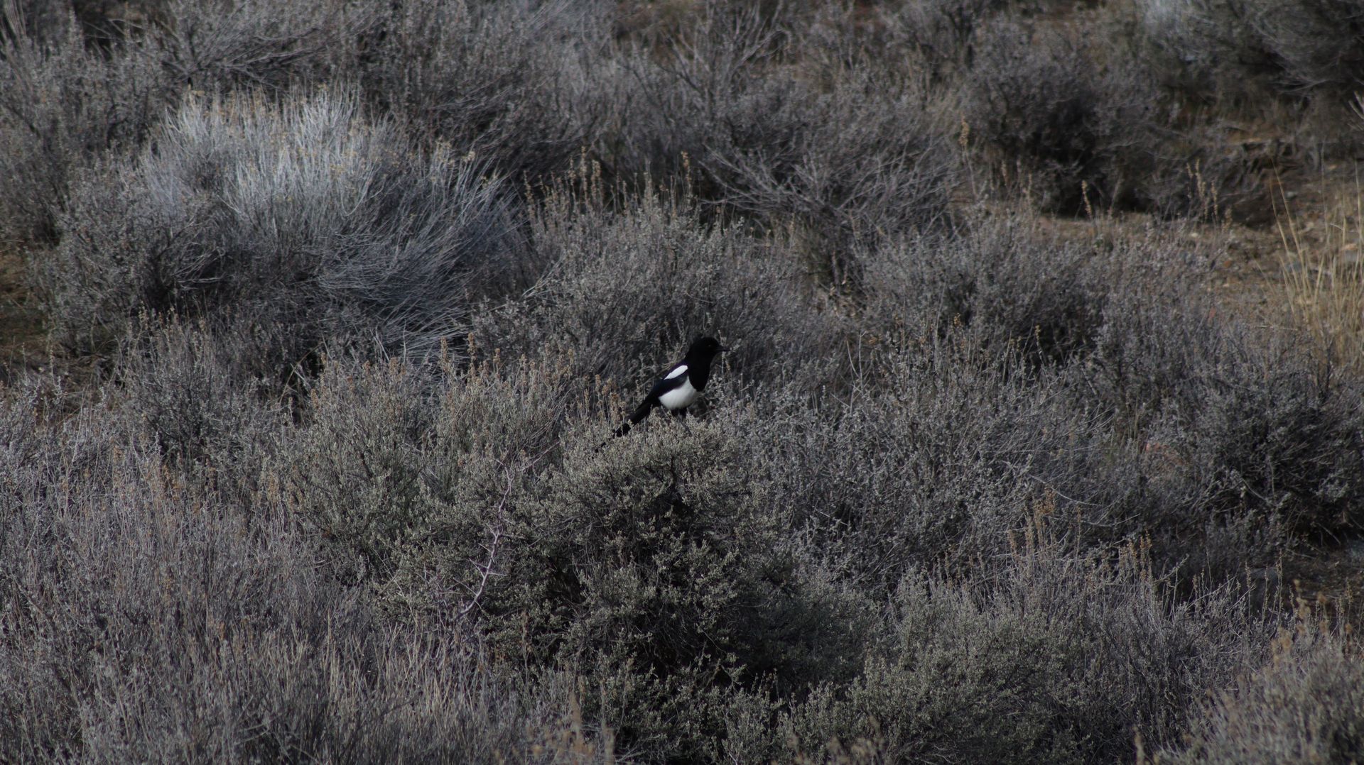 Black Billed Magpie