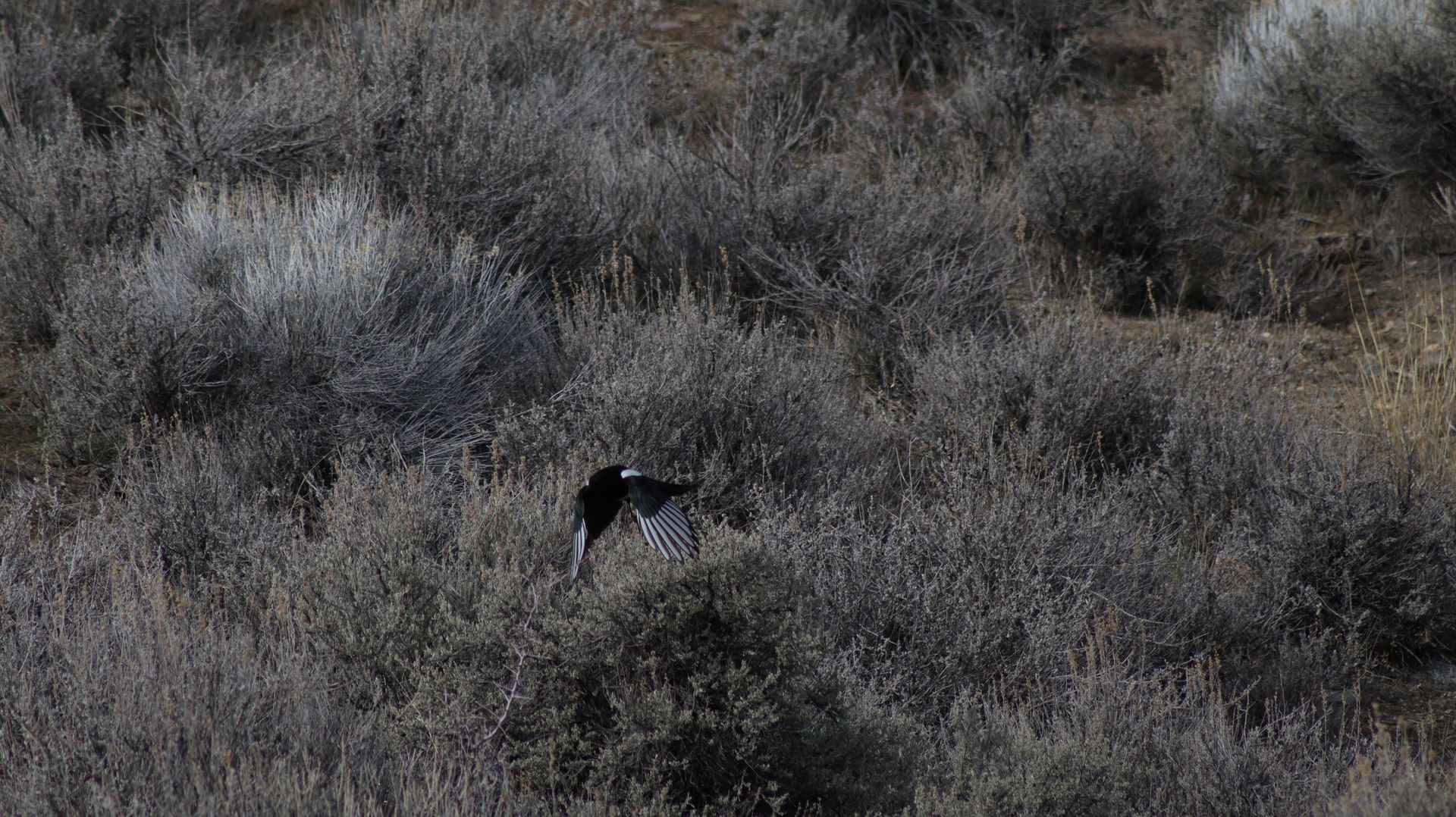 Black Billed Magpie