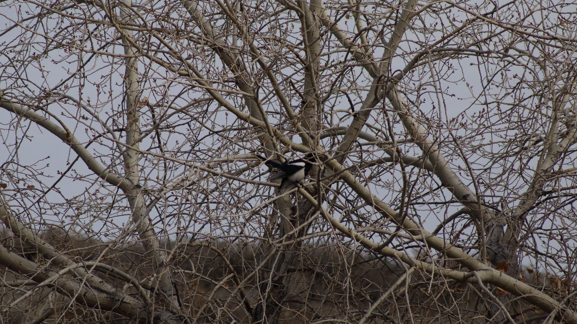 Black Billed Magpie
