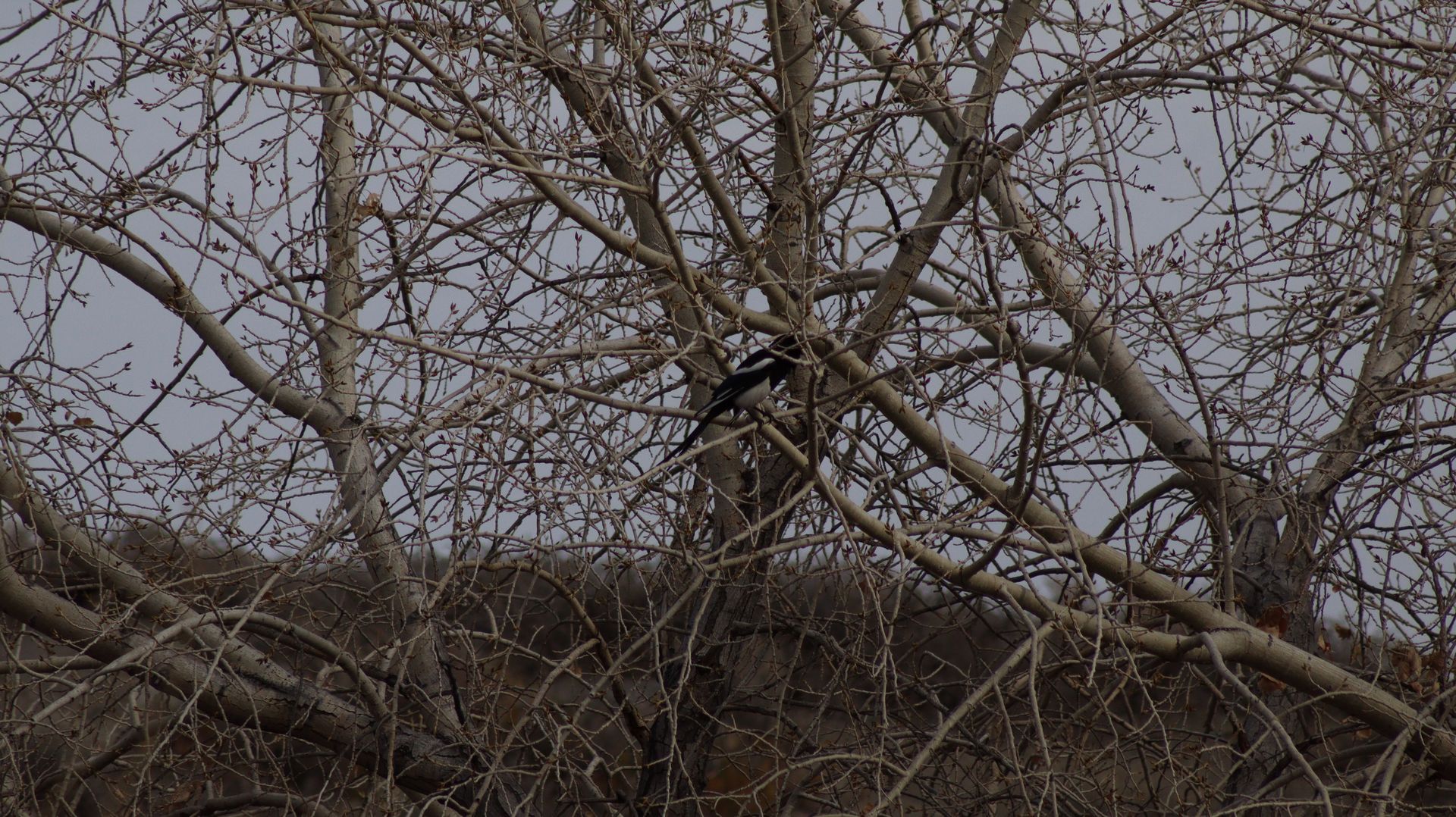 Black Billed Magpie