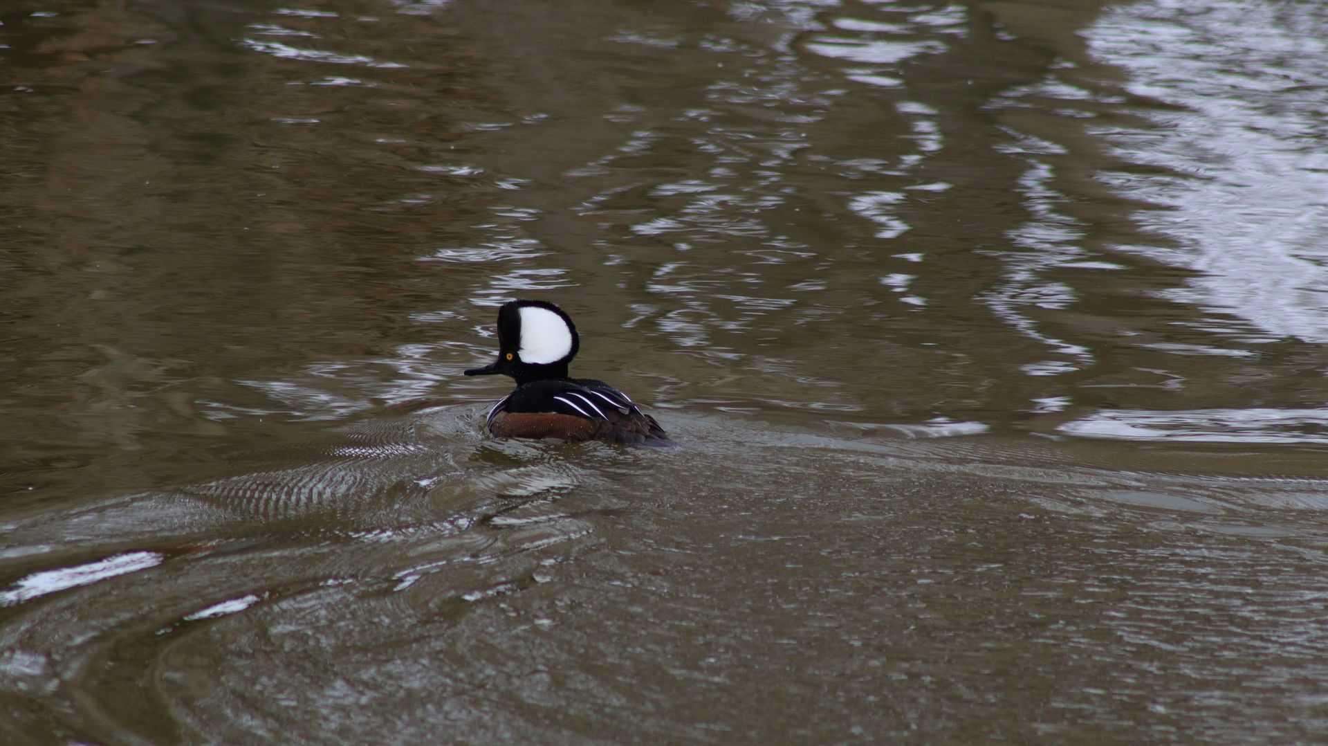 Hodded Merganser