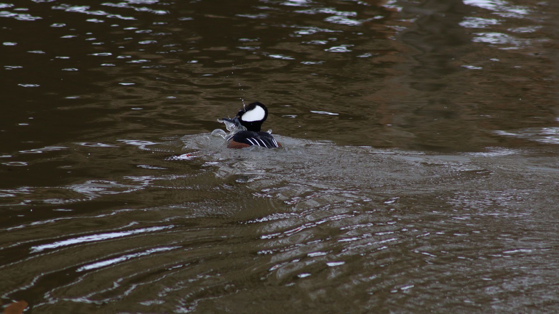 Hooded Mereganser