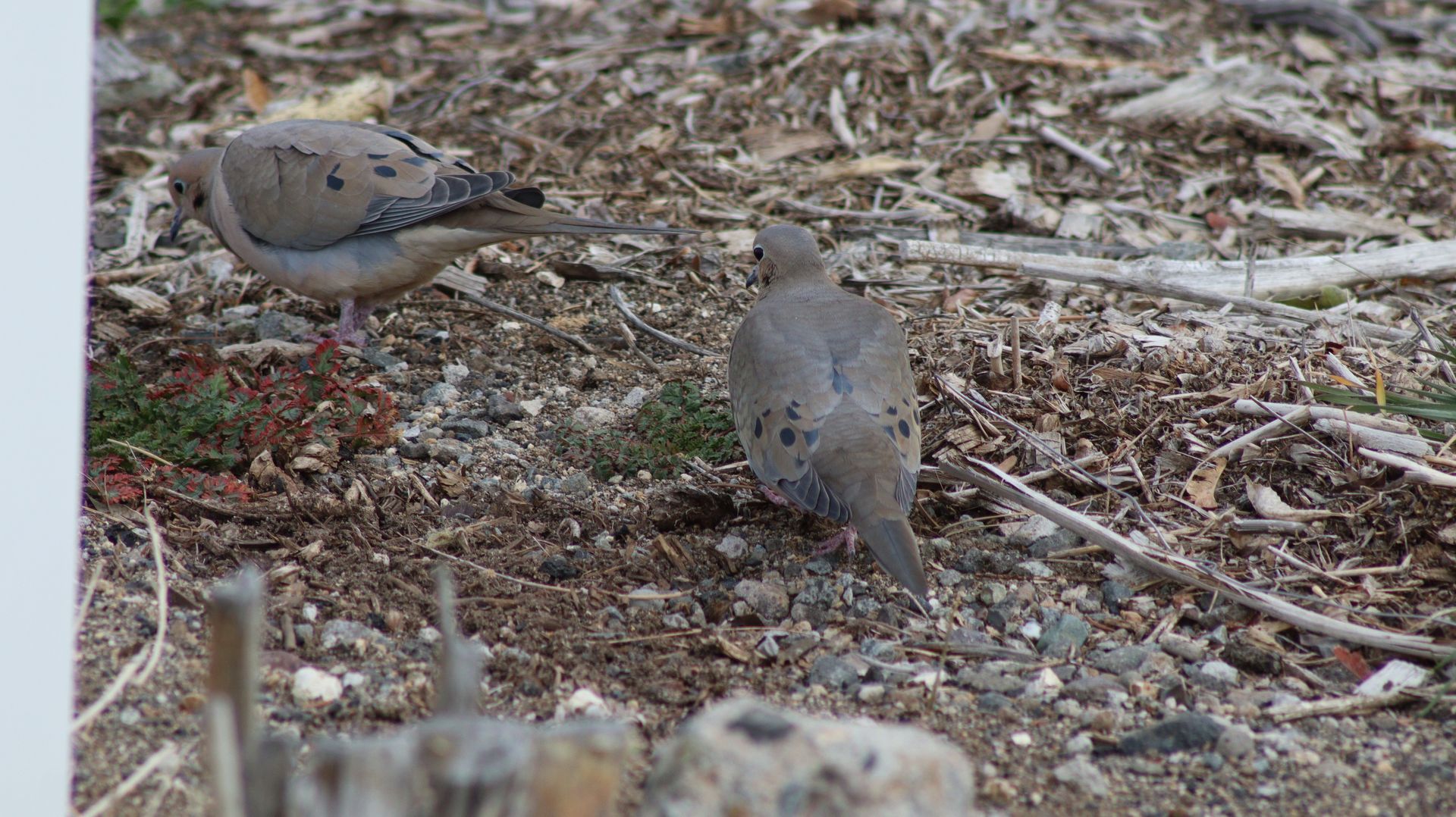 Mourning Dove