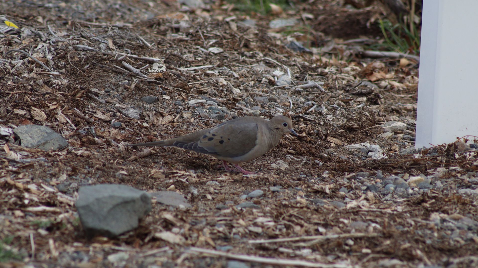 Mourning Dove