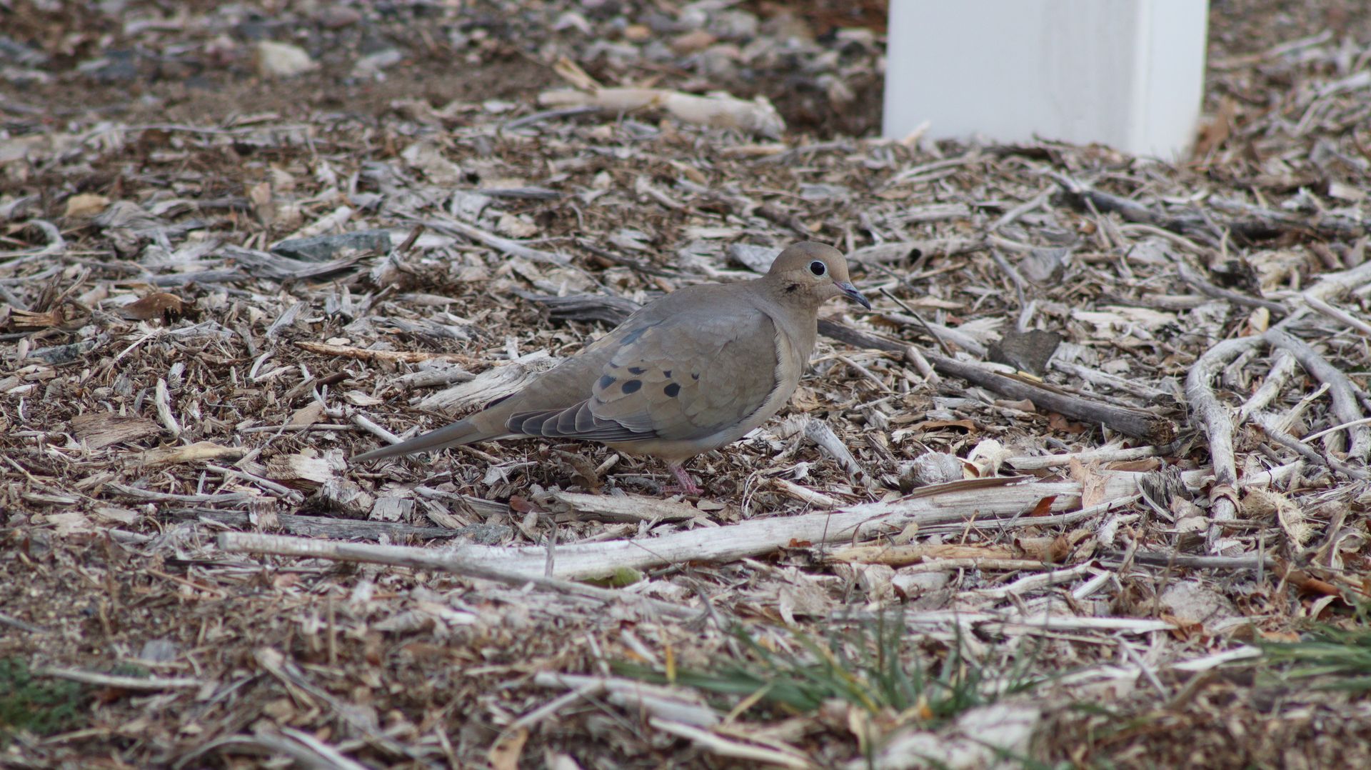 Mourning Dove