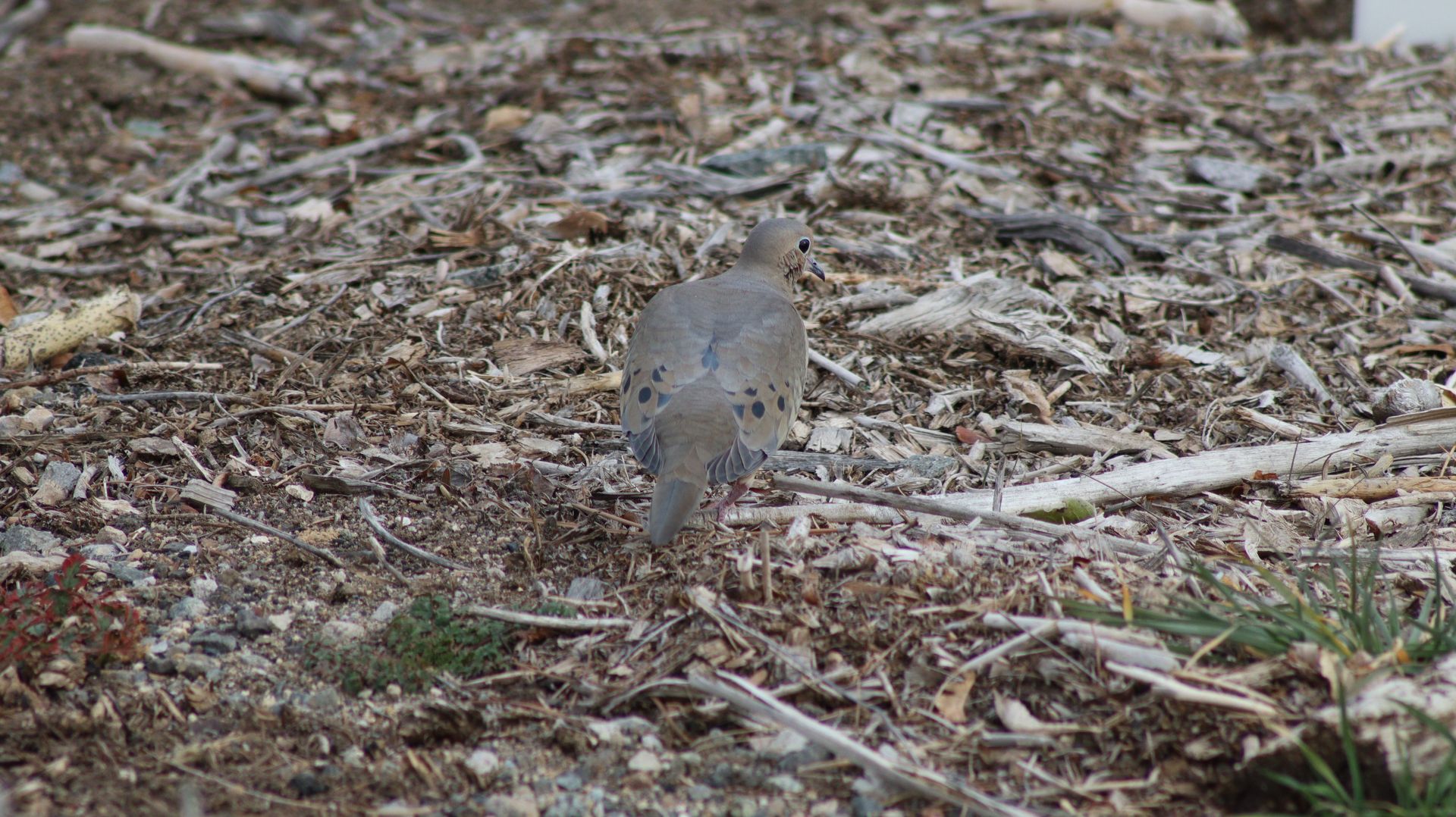 Mourning Dove