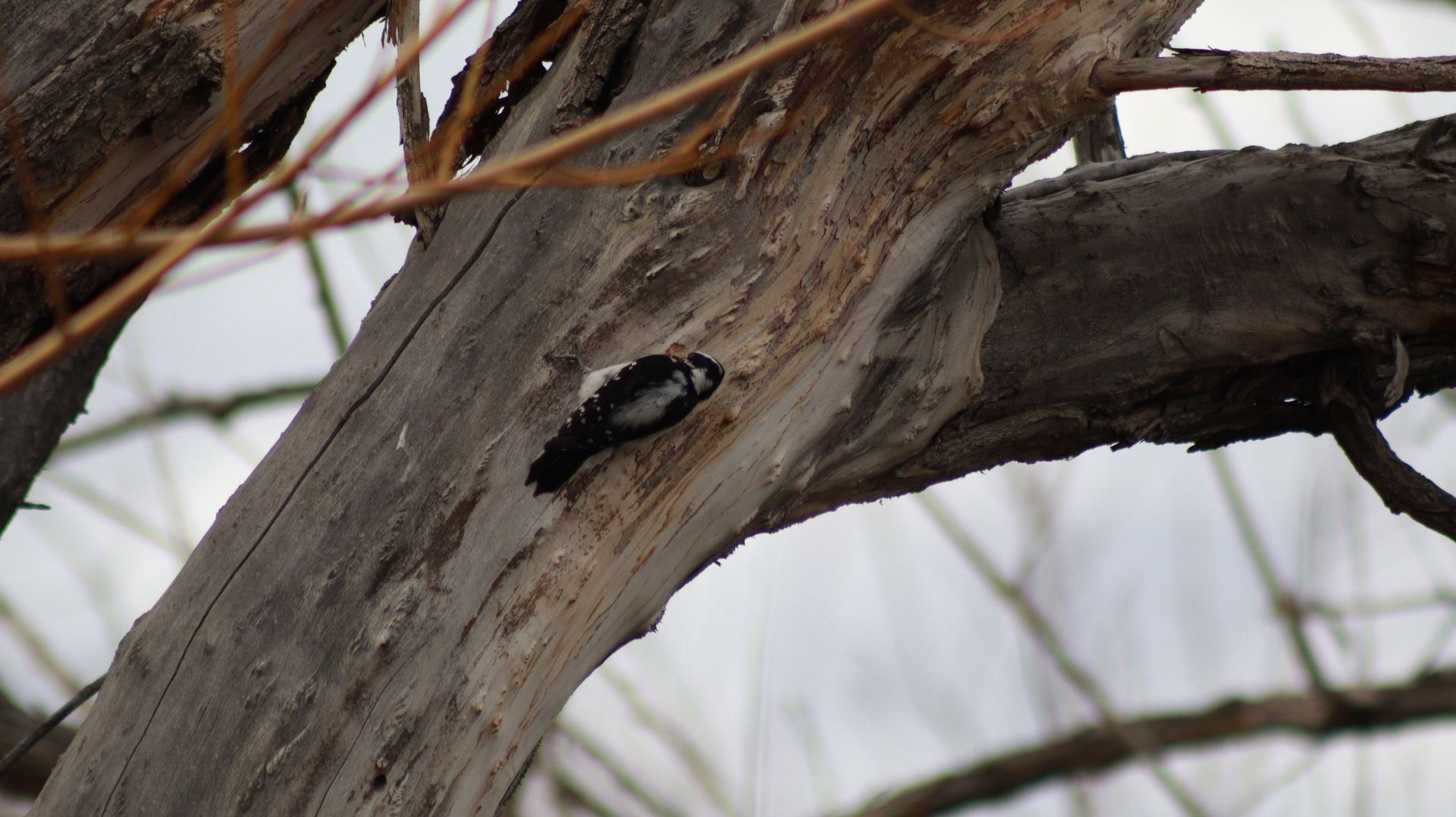 Female Downy Woodpecker
