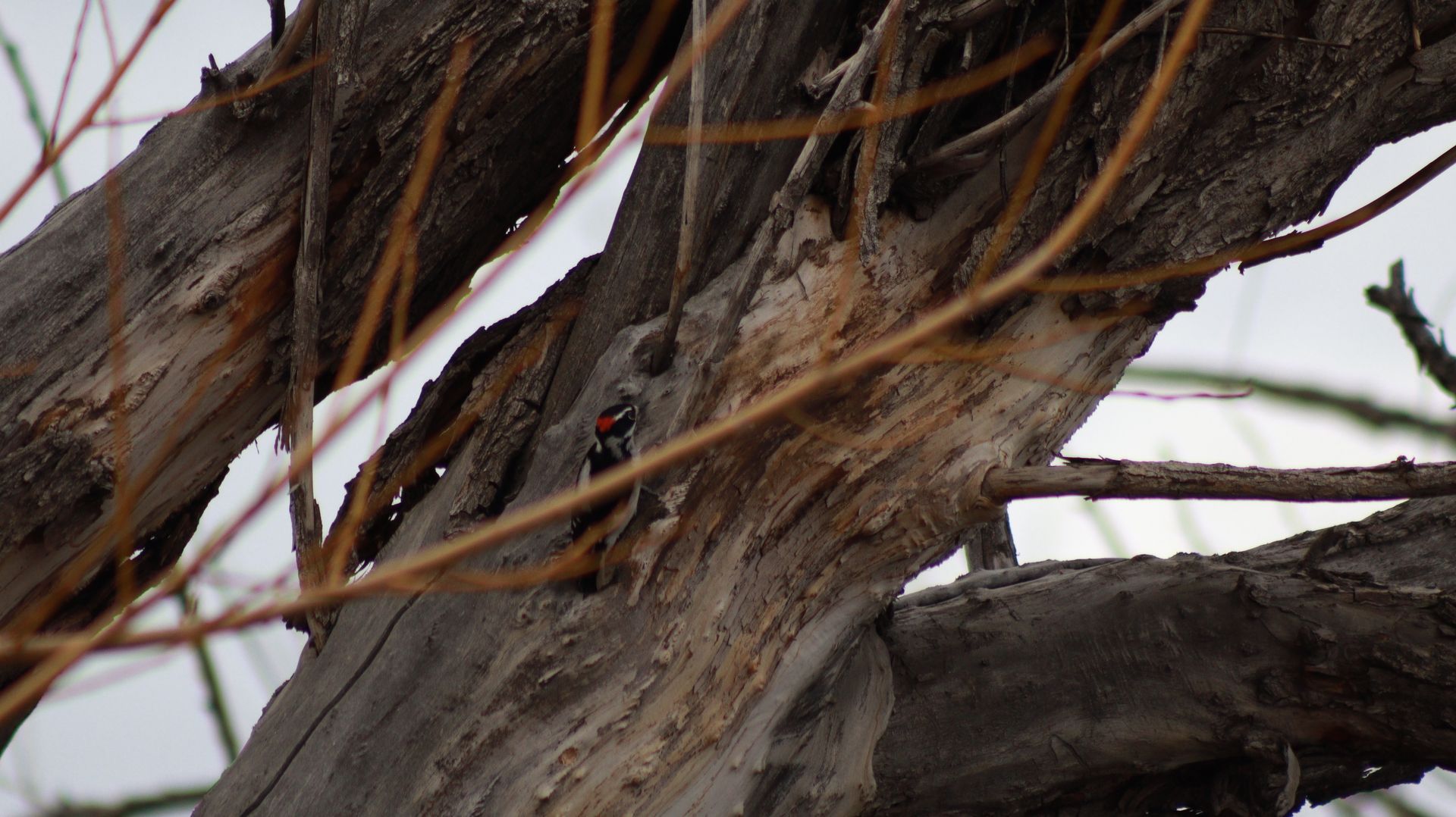 Male Downy Woodpecker