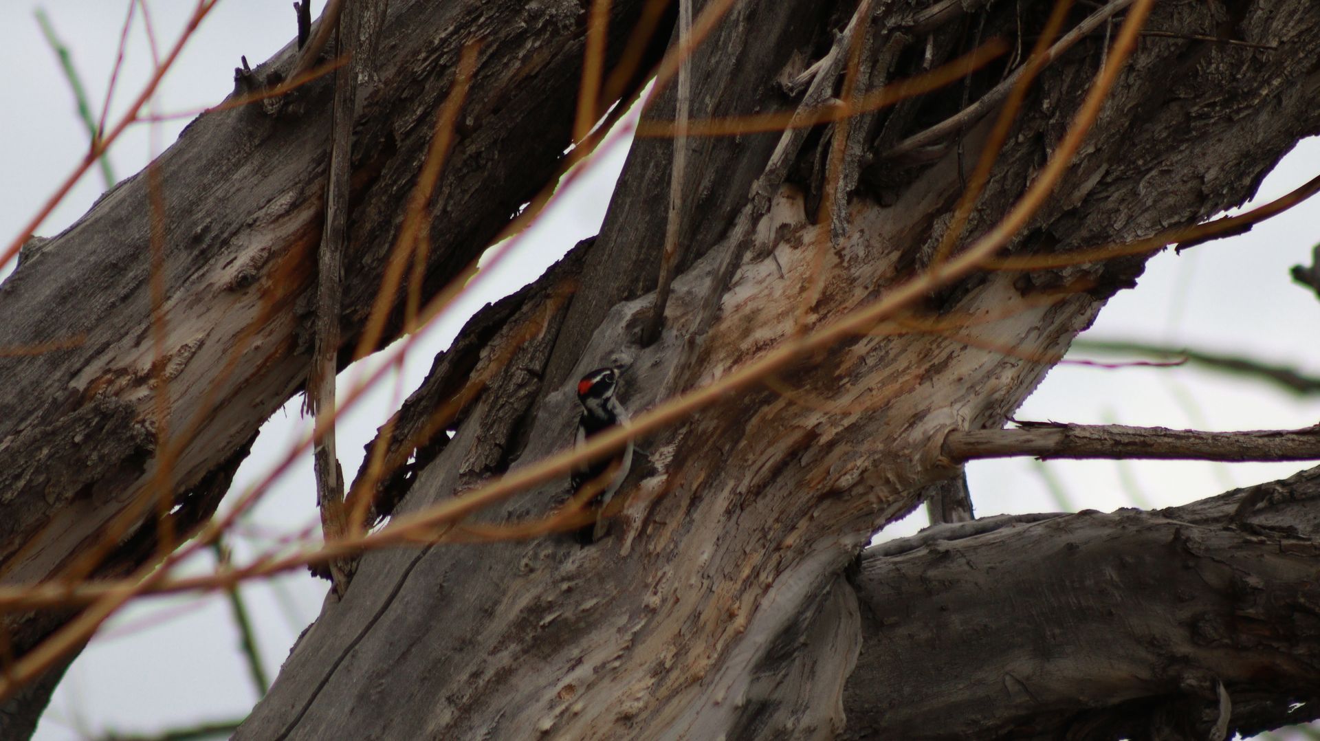Male Downy Woodpecker