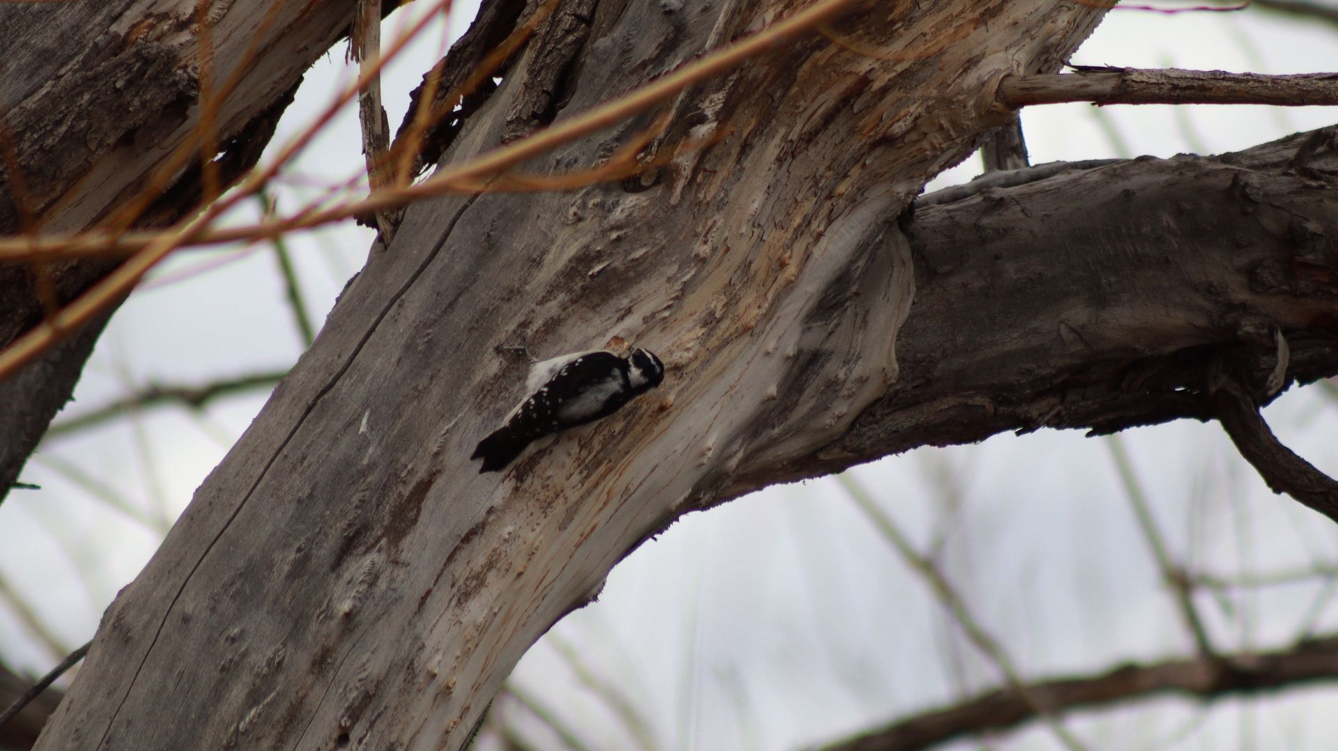 Female Downy Woodpecker