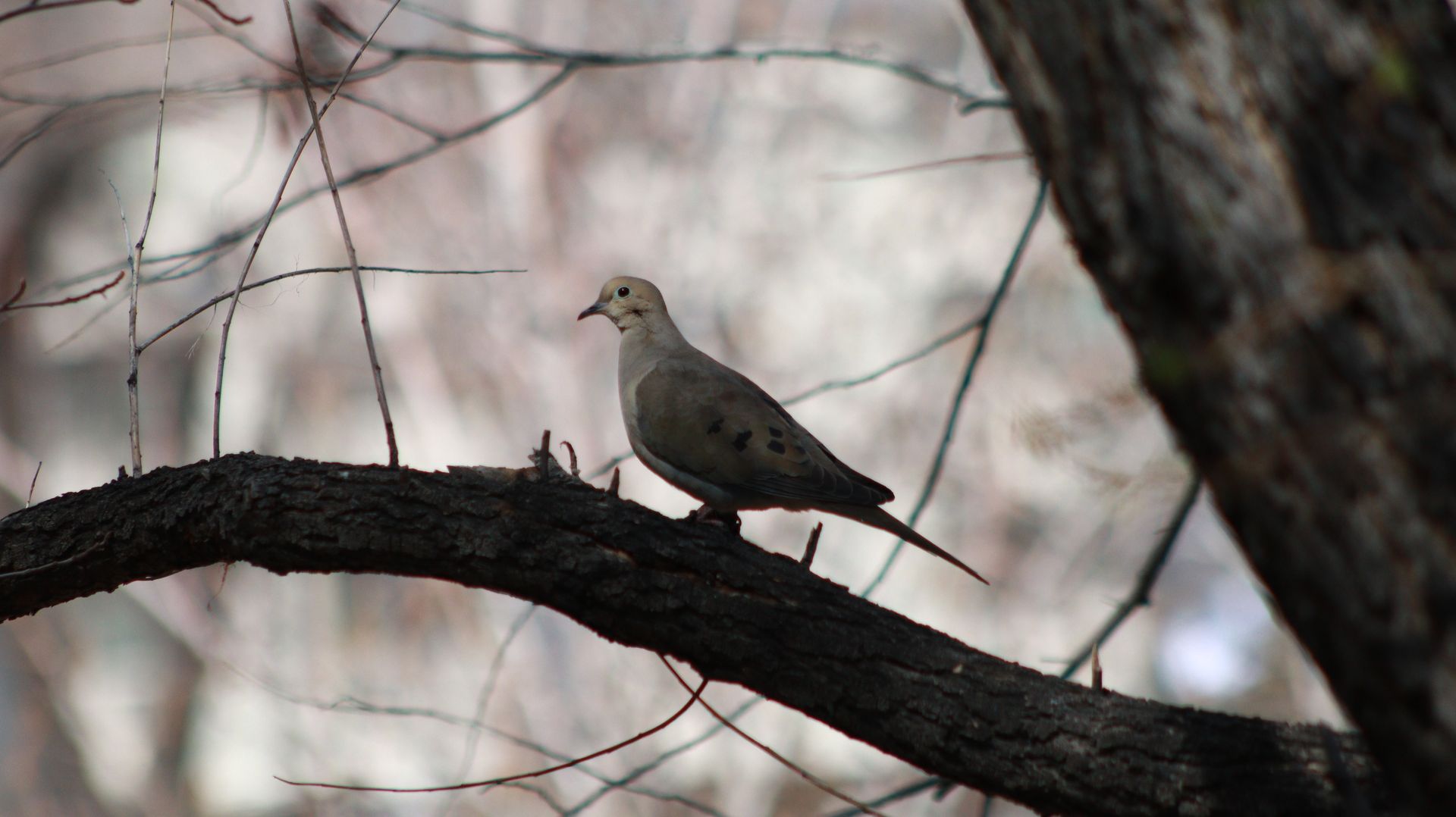 Mourning Dove 