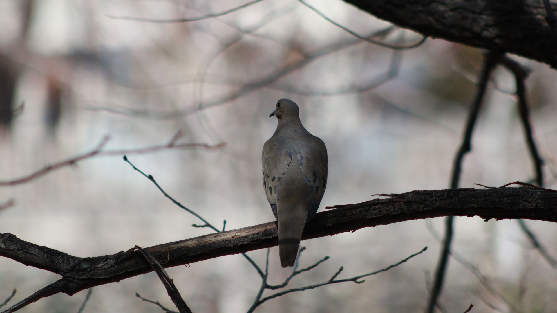 Mourning Dove