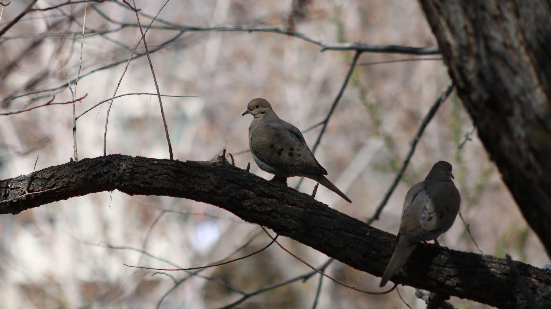 Mourning Dove