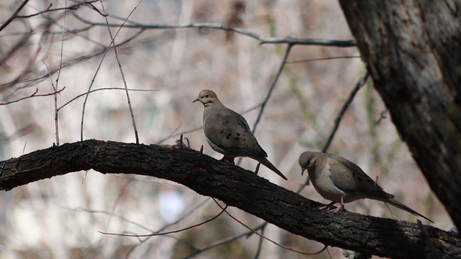 Mourning Dove