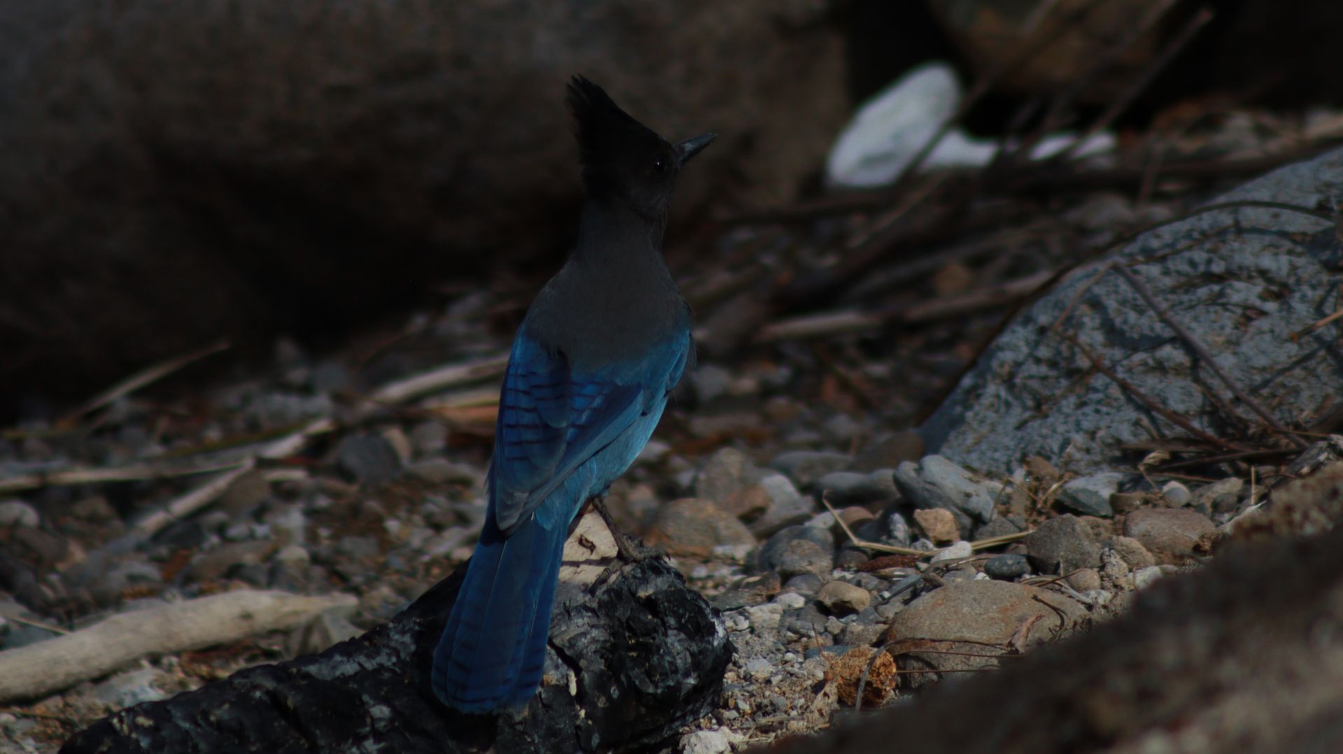 Steller's Jay