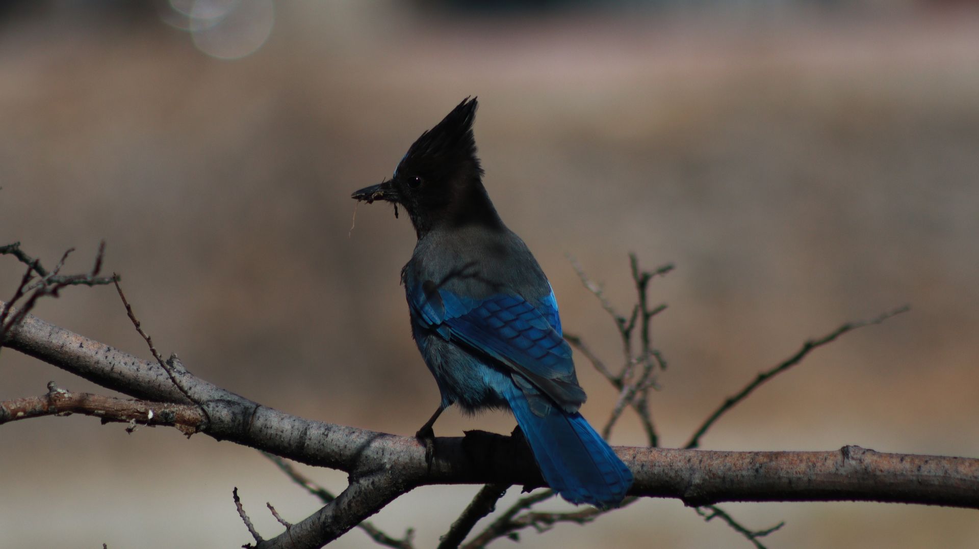 Steller's Jay