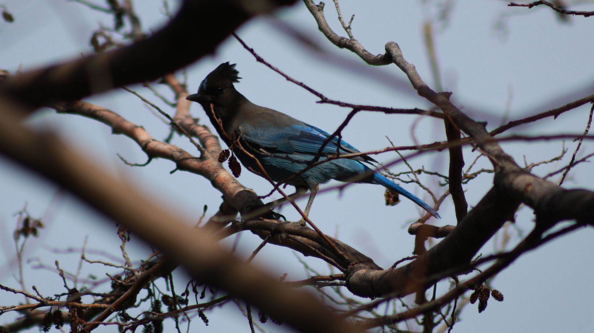 Steller's Jay