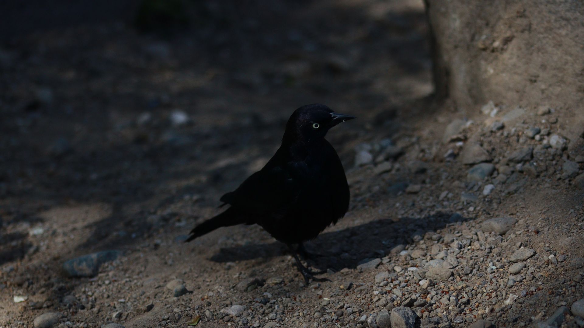 Male Brewer's Blackbird