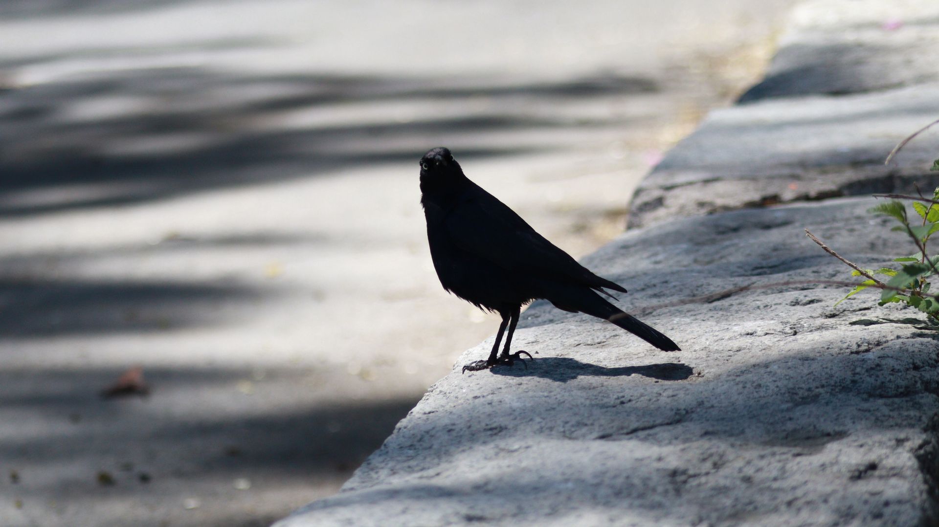 Male Brewer's Blackbird