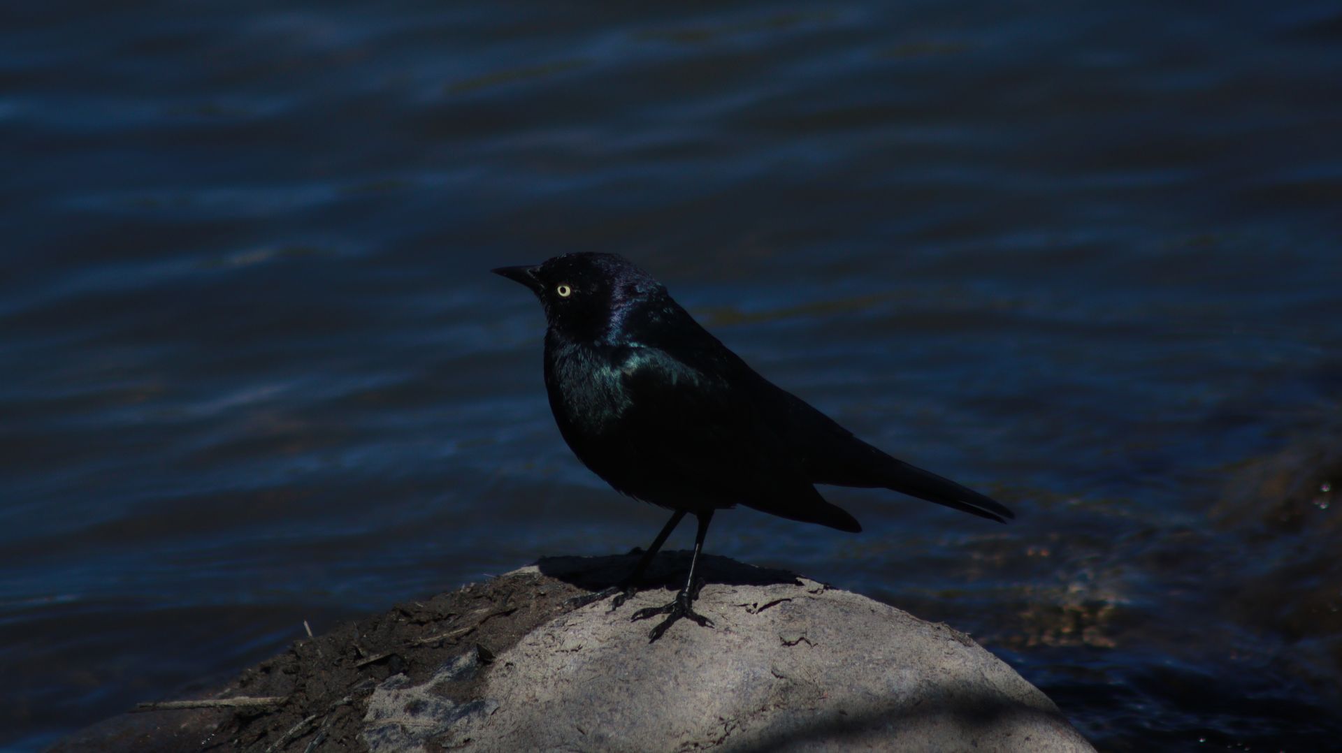 Male Brewer's Blackbird