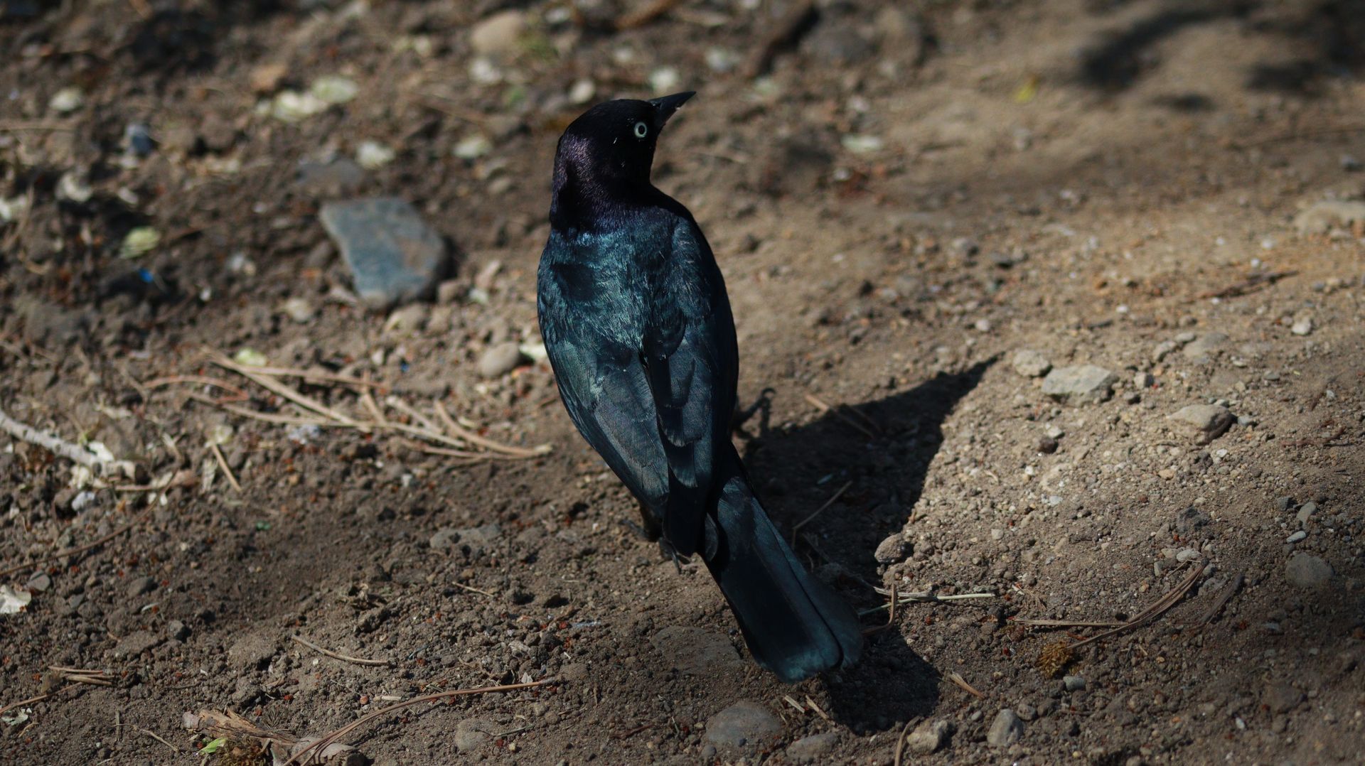 Male Brewer's Blackbird