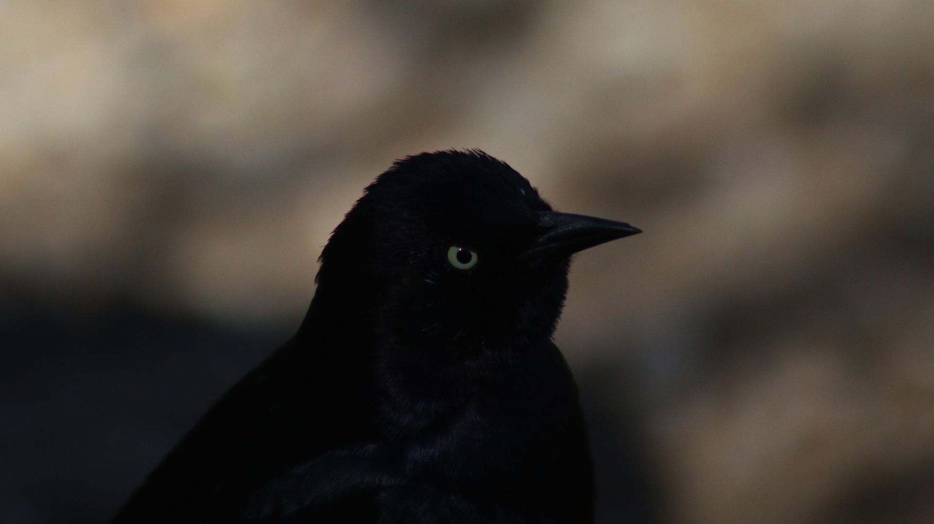 Male Brewer's Blackbird