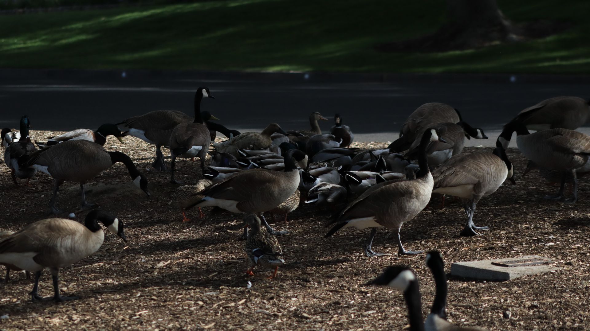 Geese &amp; Ducks
