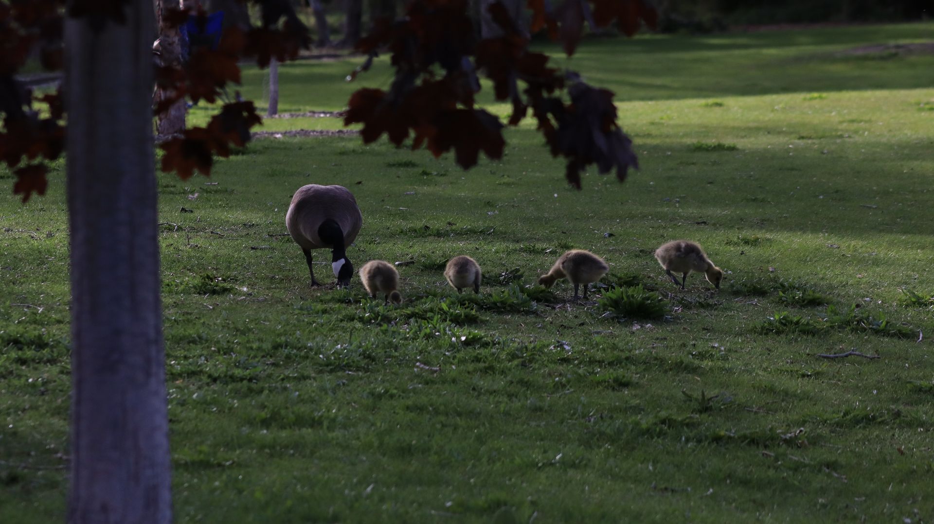 Canada Geese Family